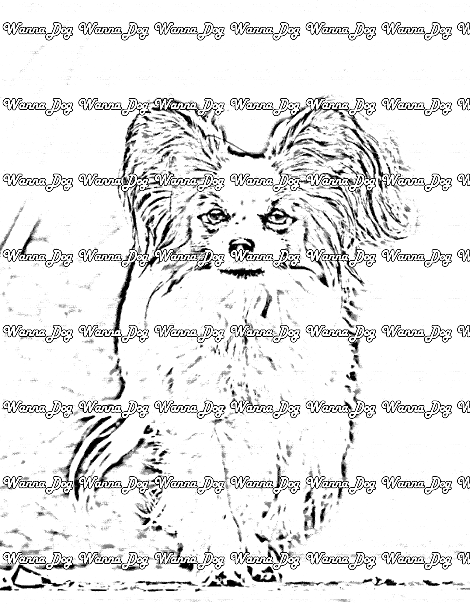 Papillon Coloring Page of a Papillon walking