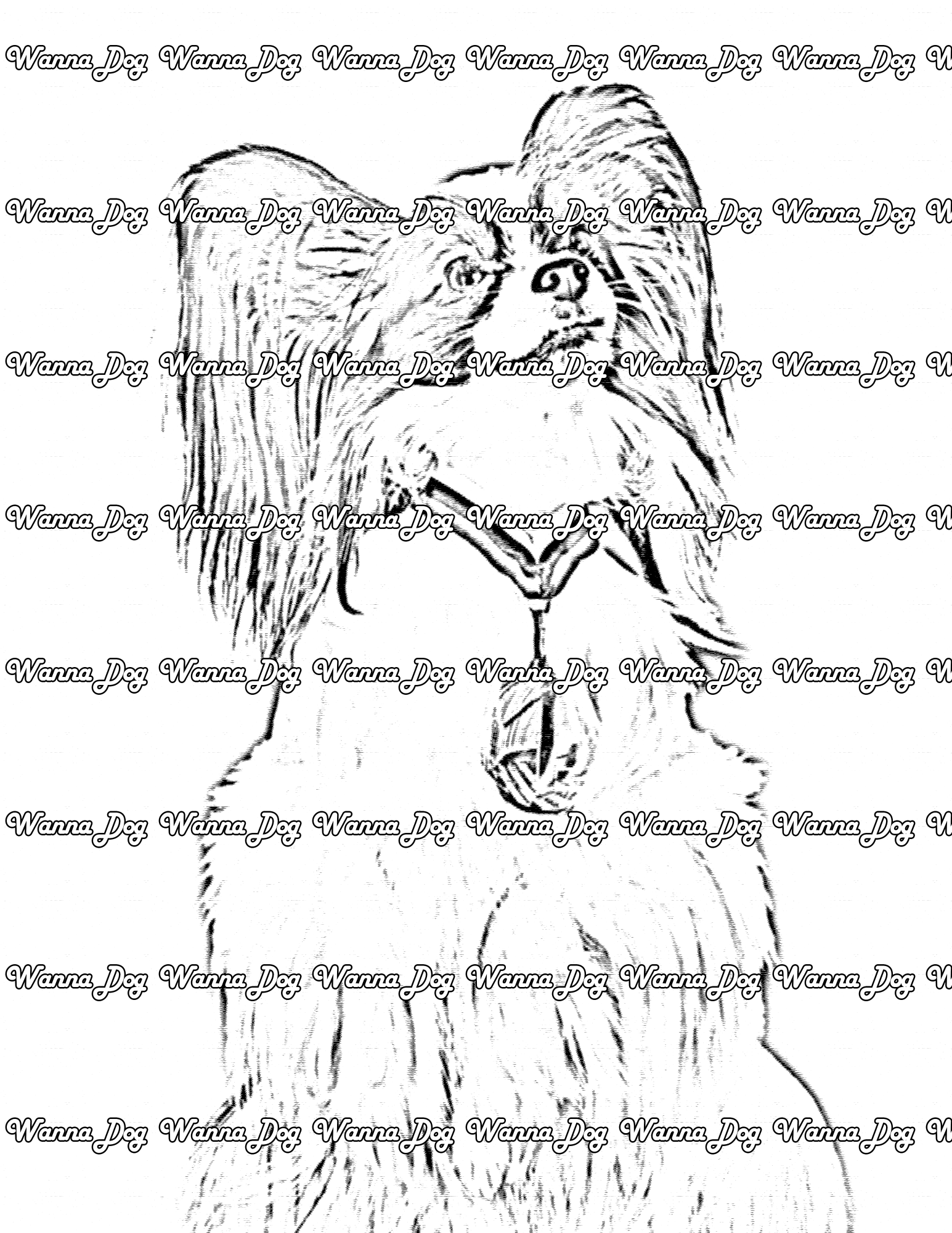 Papillon Coloring Page of a Papillon wearing a medal