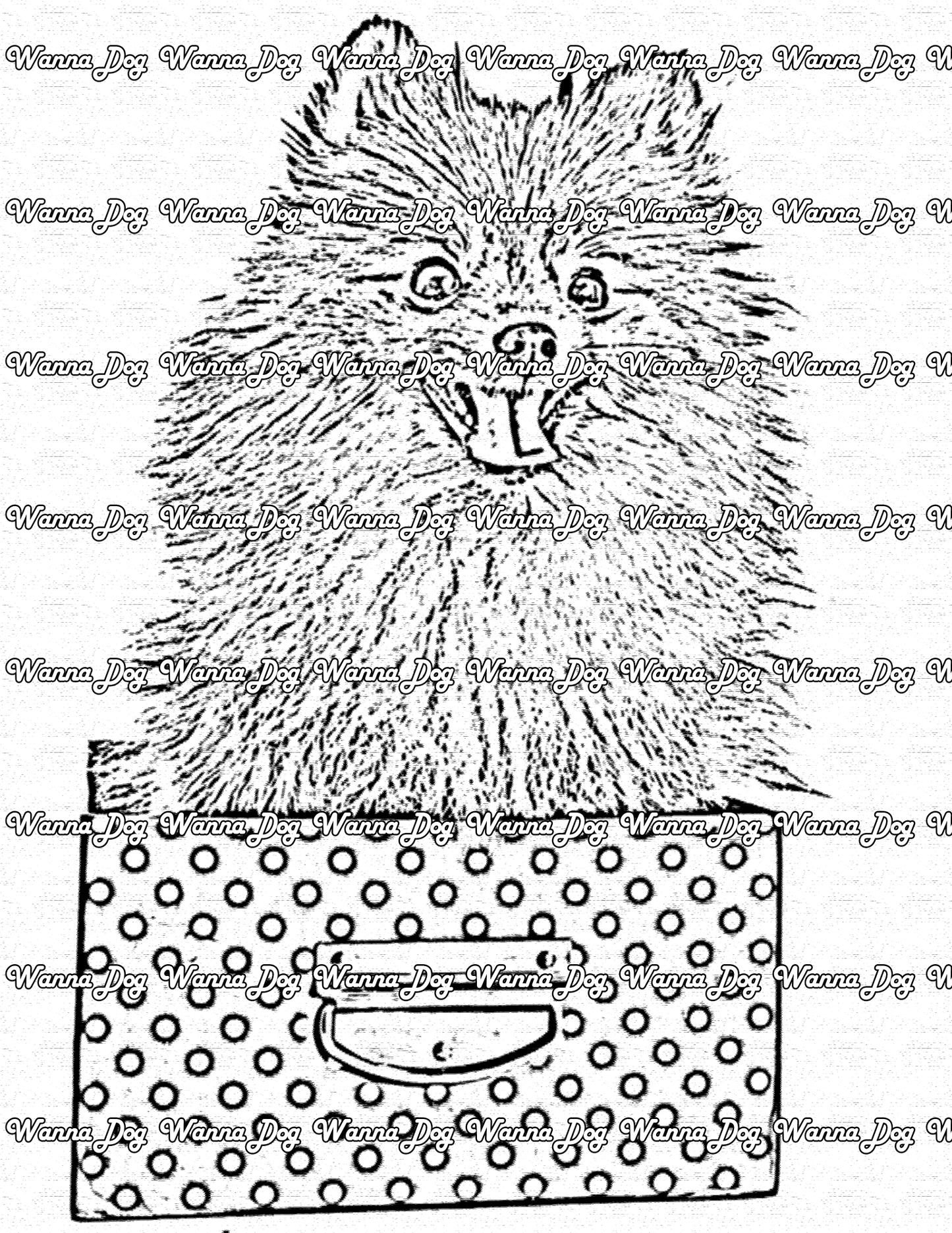 Pomeranian Coloring Page of a Pomeranian sitting in a box