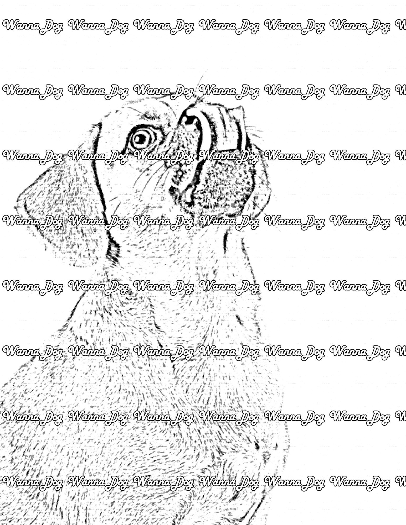 Puggle Coloring Page of a Puggle licking their nose