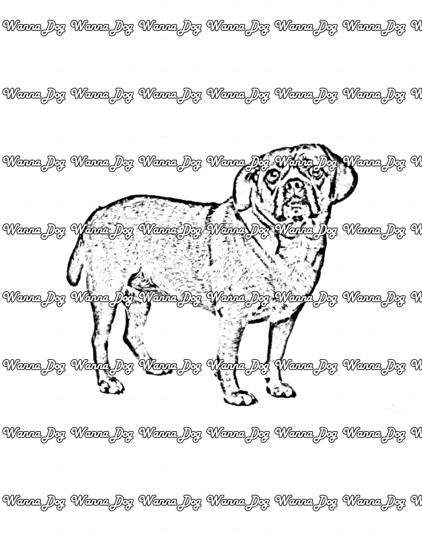 Puggle Coloring Page of a Puggle standing and looking up