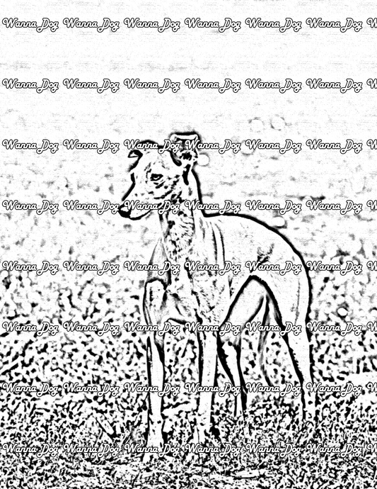 Whippet Coloring Page of a Whippet standing in the grass