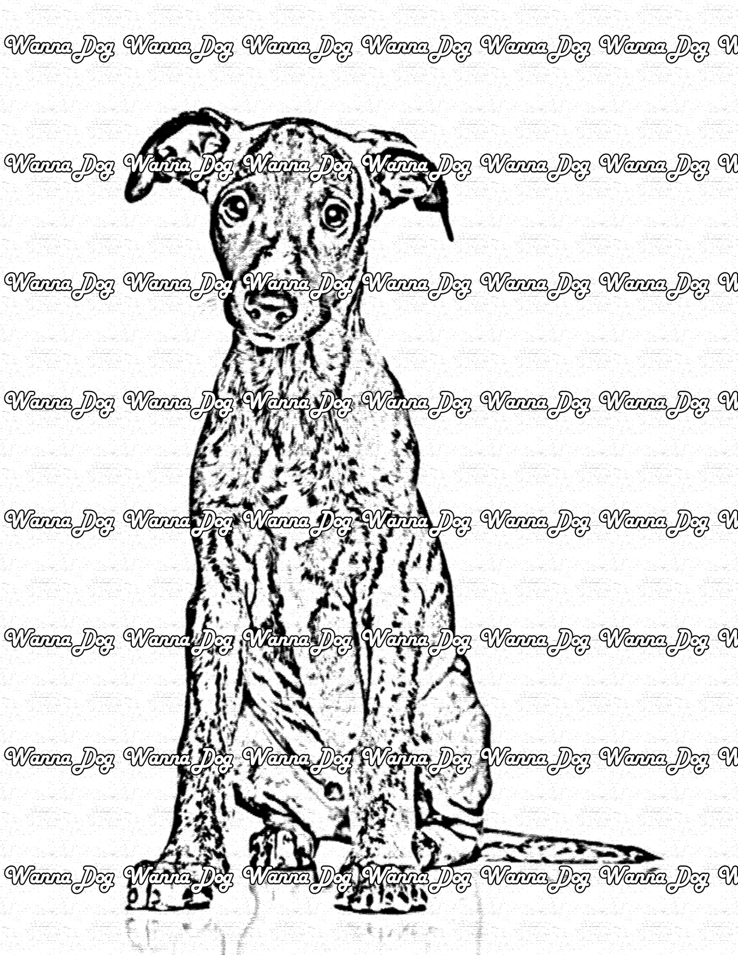 Whippet Coloring Page of a Whippet looking at the camera