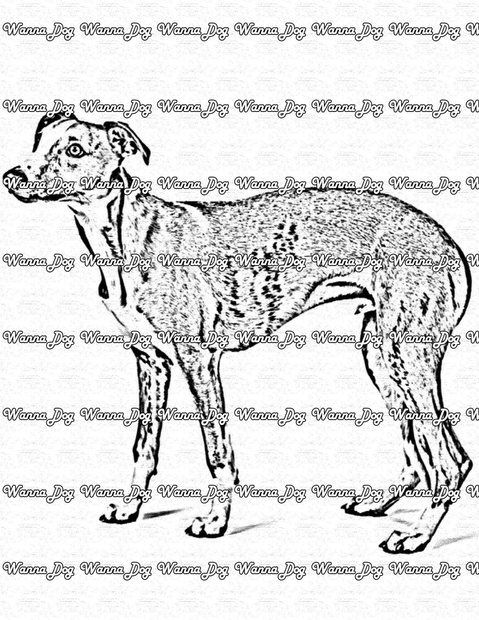 Whippet Coloring Page of a Whippet looking away from the camera