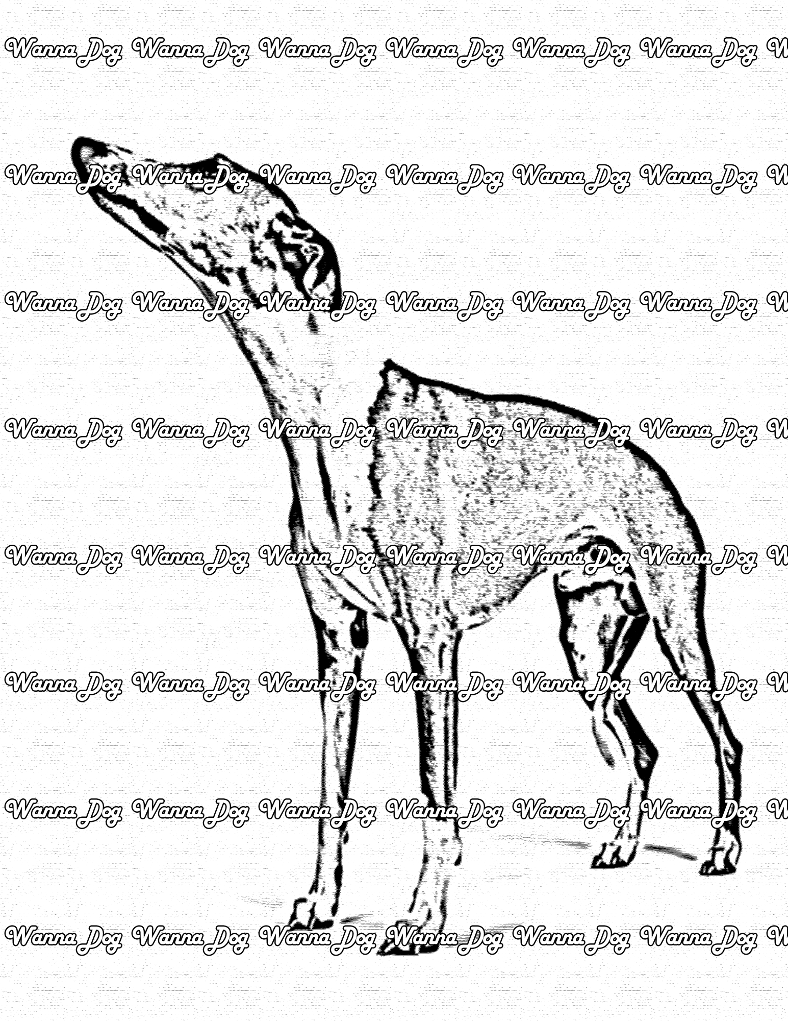 Whippet Coloring Page of a Whippet looking up