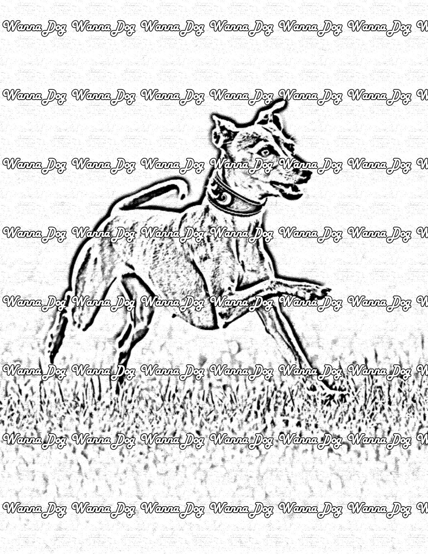 Whippet Coloring Page of a Whippet running in the grass