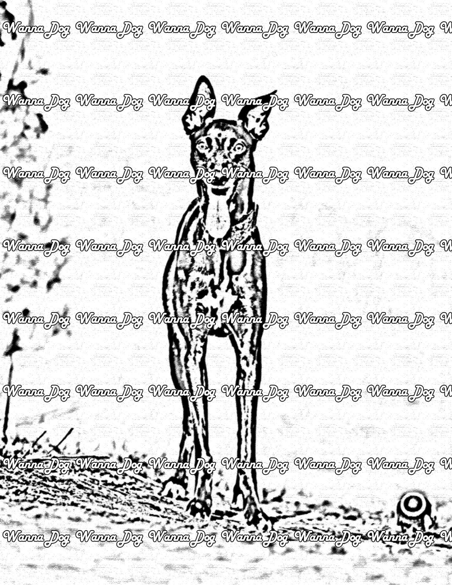 Whippet Coloring Page of a Whippet walking