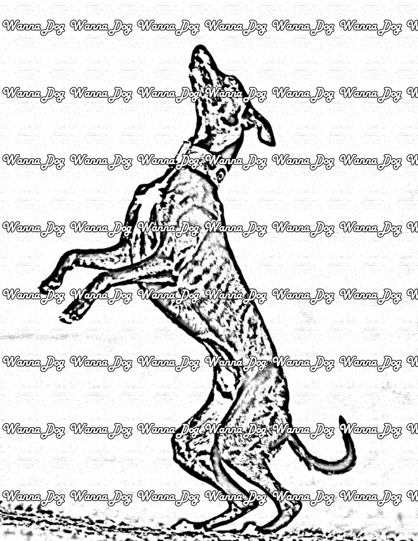Whippet Coloring Page of a Whippet on two legs