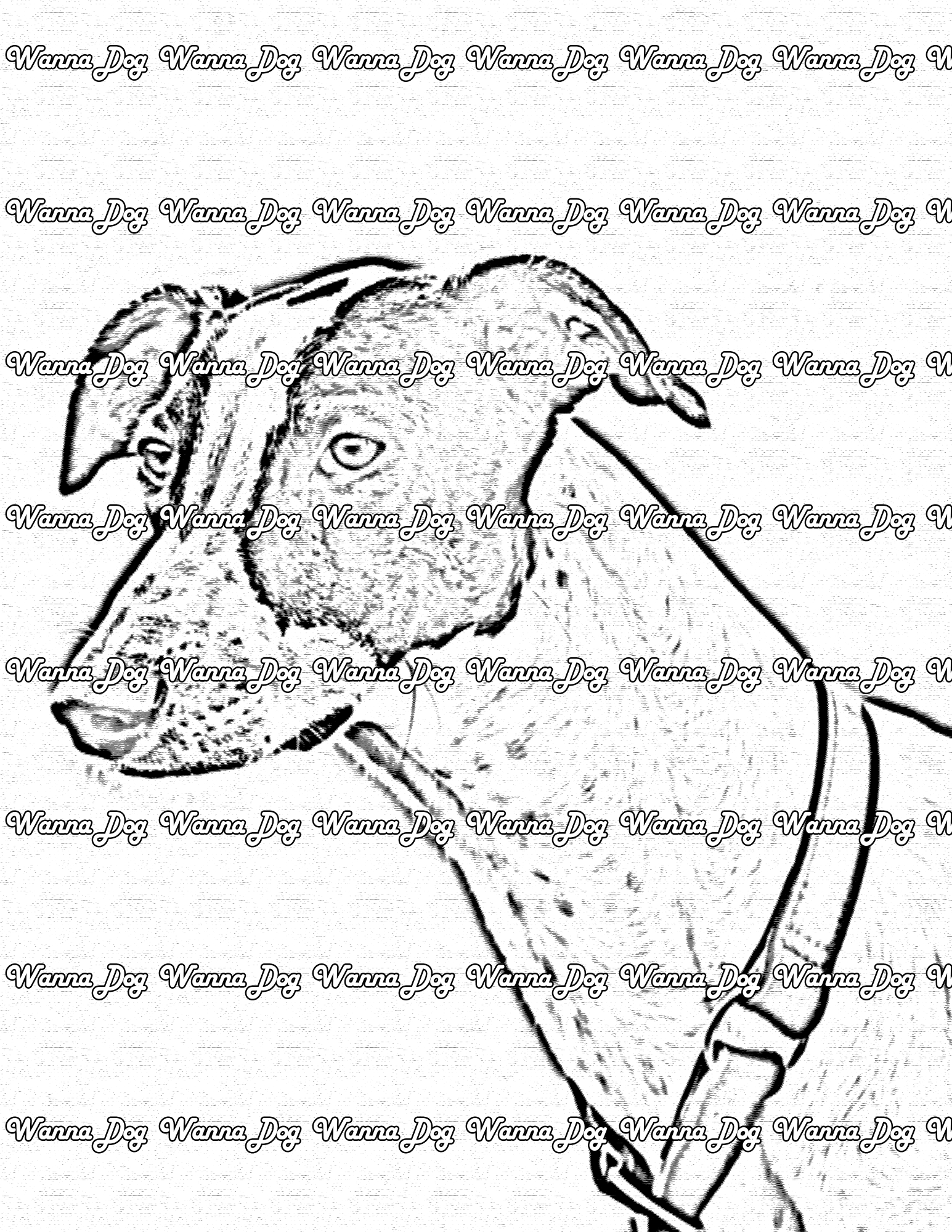 Whippet Coloring Page of a Whippet headshot looking away from the camera