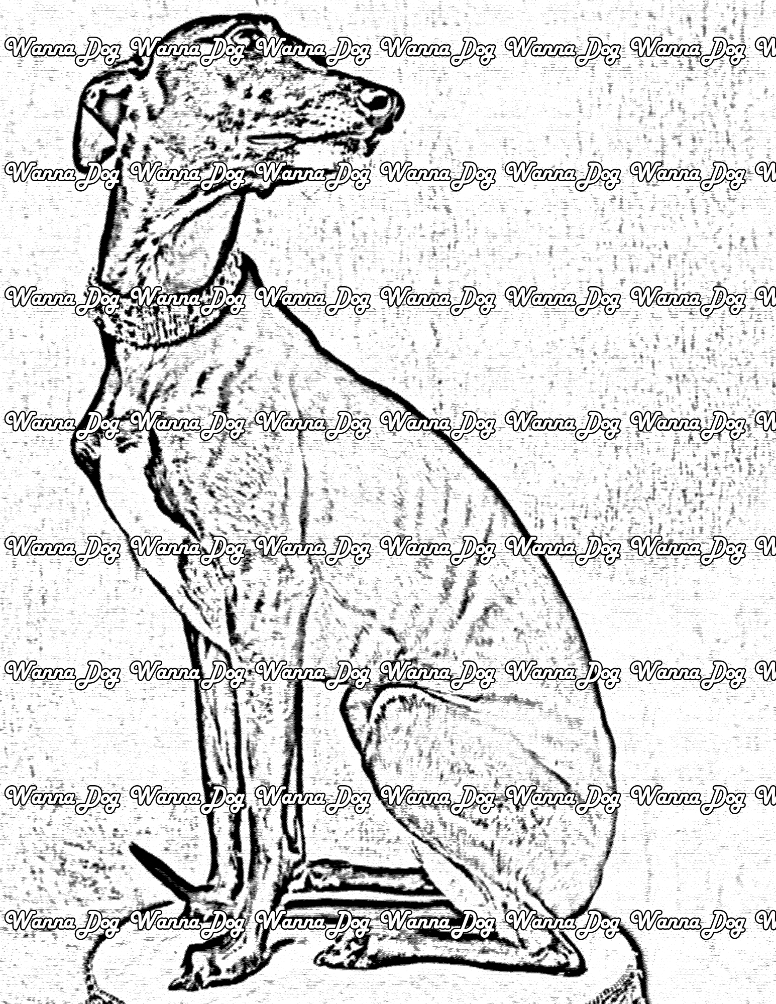 Whippet Coloring Page of a Whippet sitting on a stool