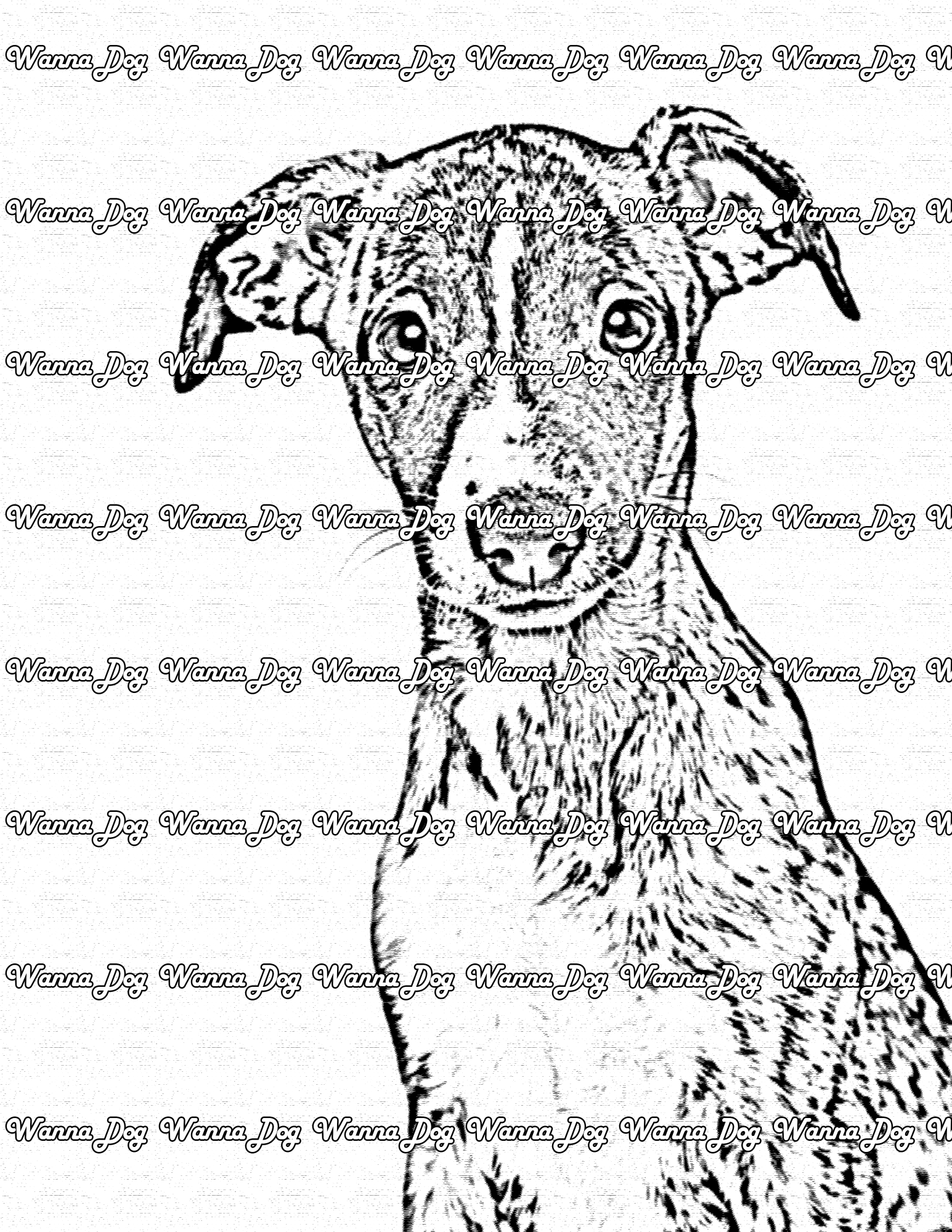 Whippet Coloring Page of a Whippet close up