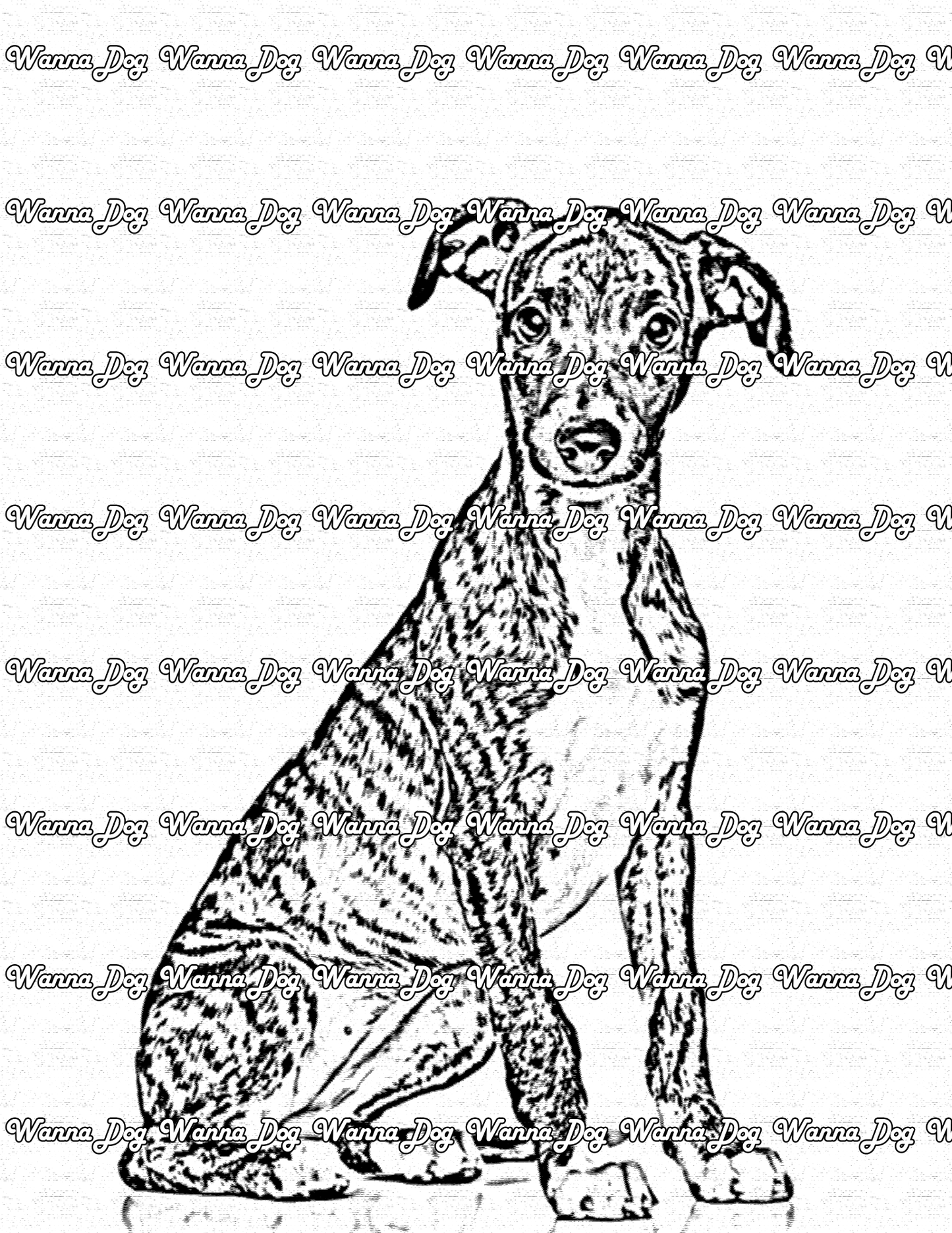 Whippet Coloring Page of a Whippet sitting and posing