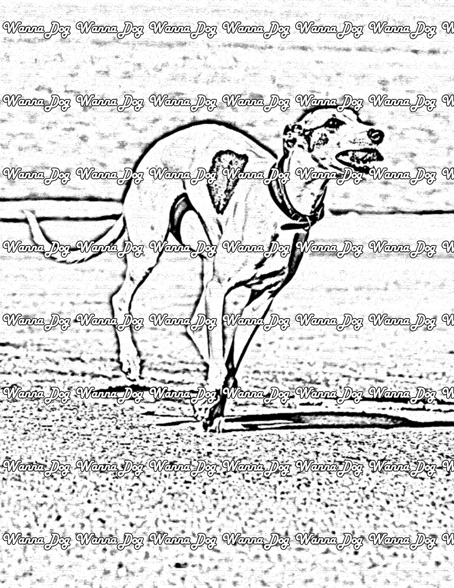 Whippet Coloring Page of a Whippet running near water