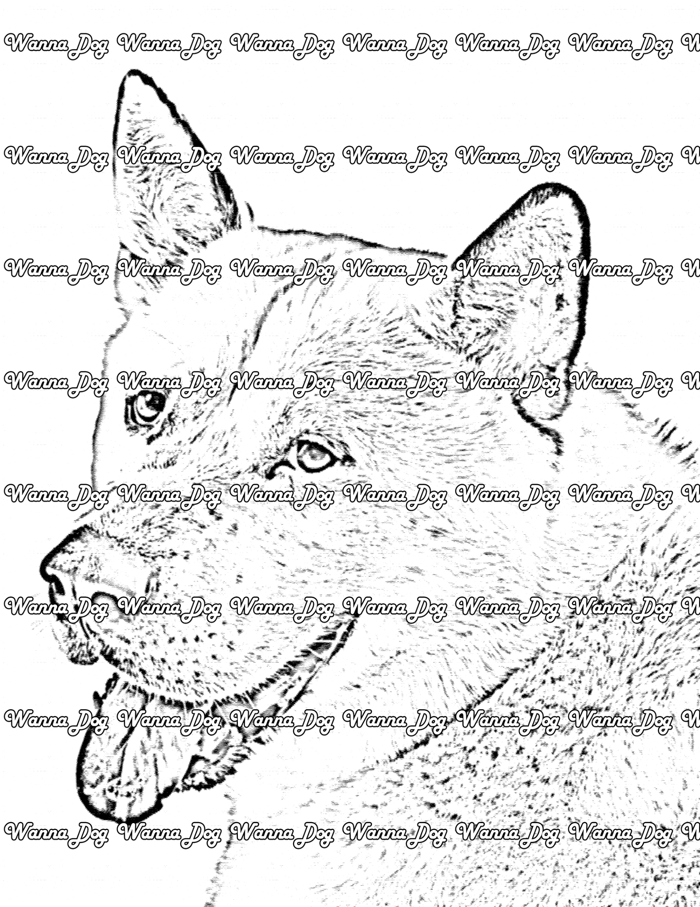 Akita Coloring Page of a Akita with their tongue out