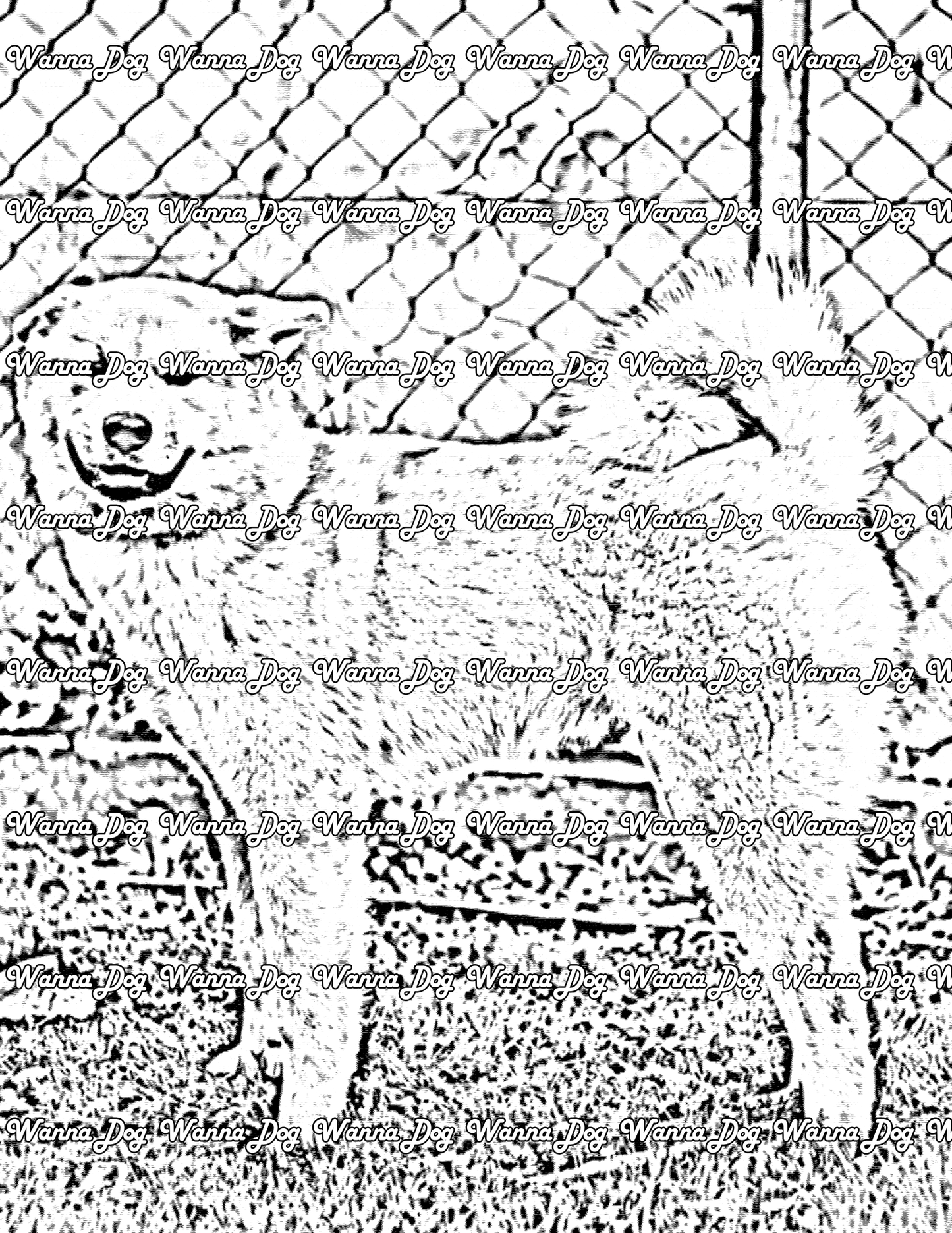 Akita Coloring Page of a Akita standing and smiling outside
