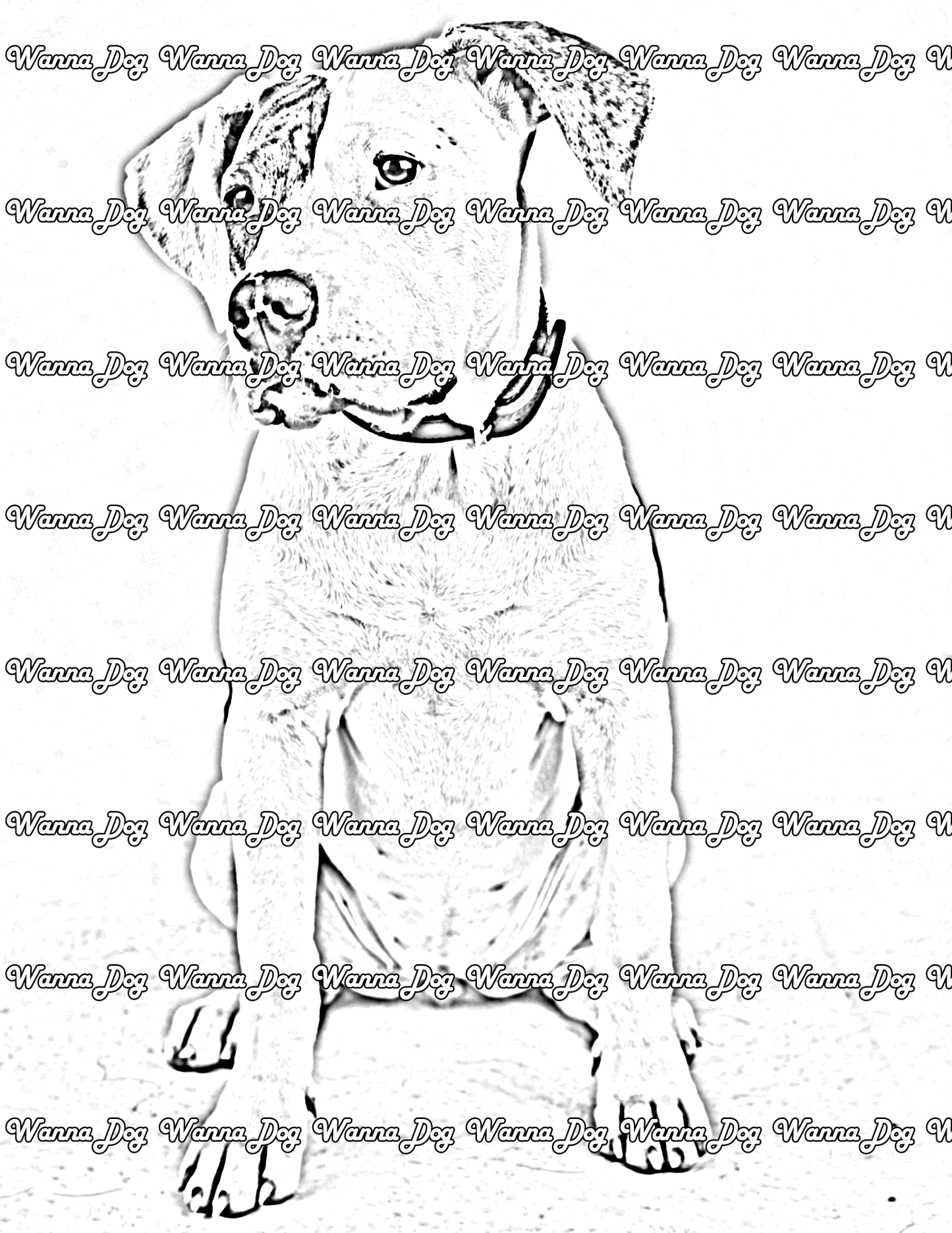 American Bulldog Coloring Page of a American Bulldog looking away from the camera and sitting