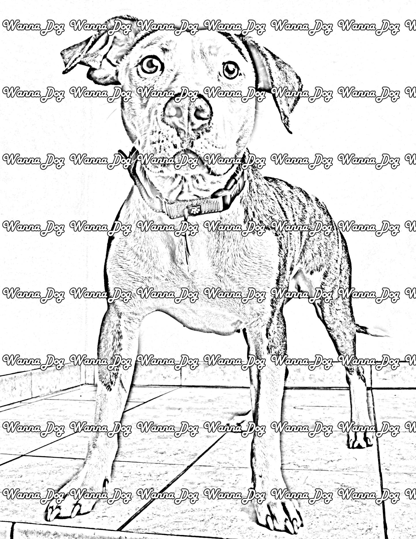 American Bulldog Coloring Page of a American Bulldog standing and waiting