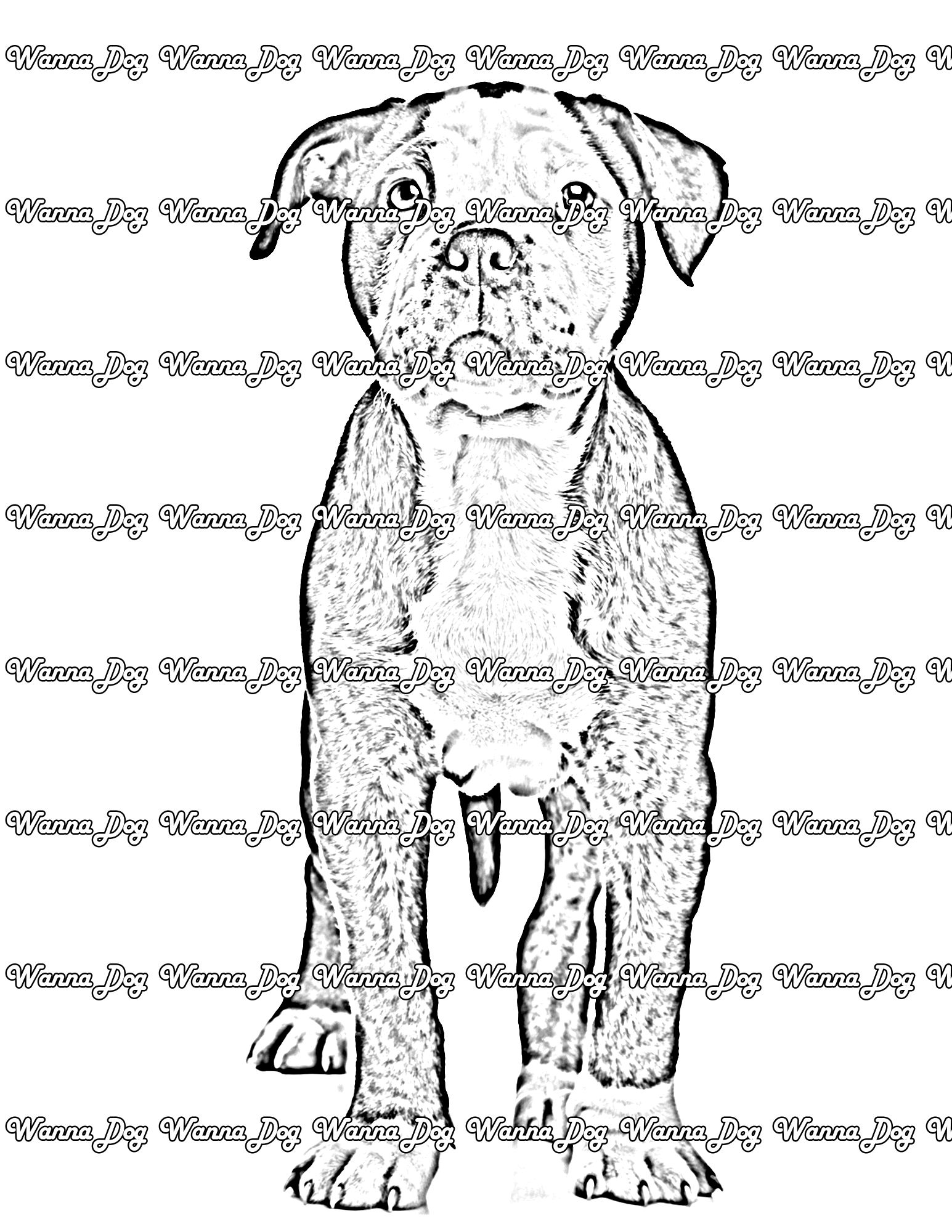 American Bulldog Coloring Page of a American Bulldog standing and looking up