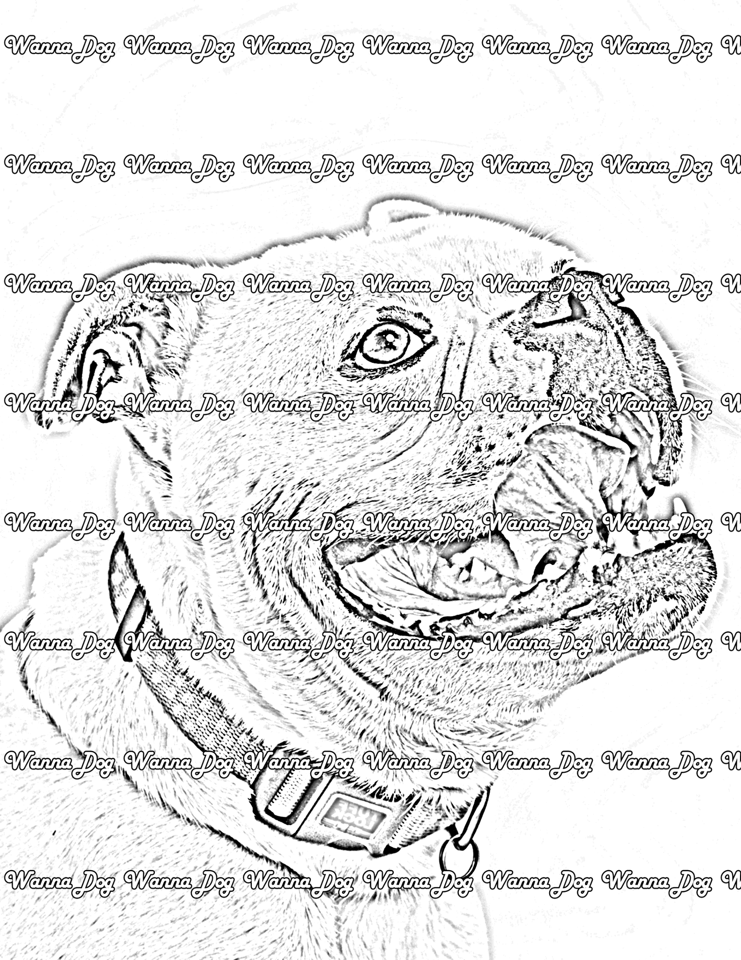 American Bulldog Coloring Page of a American Bulldog close up with their tongue out