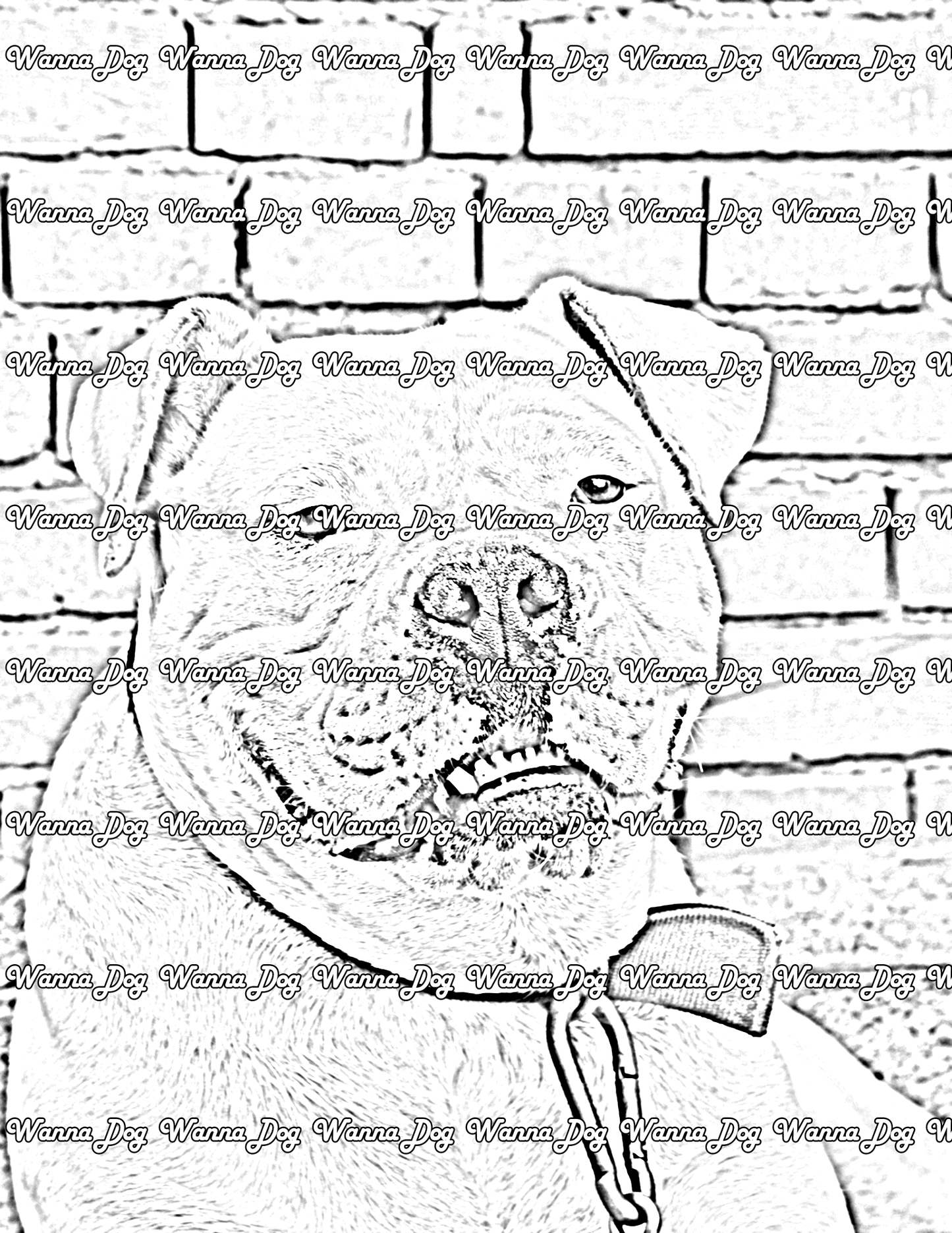 American Bulldog Coloring Page of a American Bulldog sitting by a brick wall