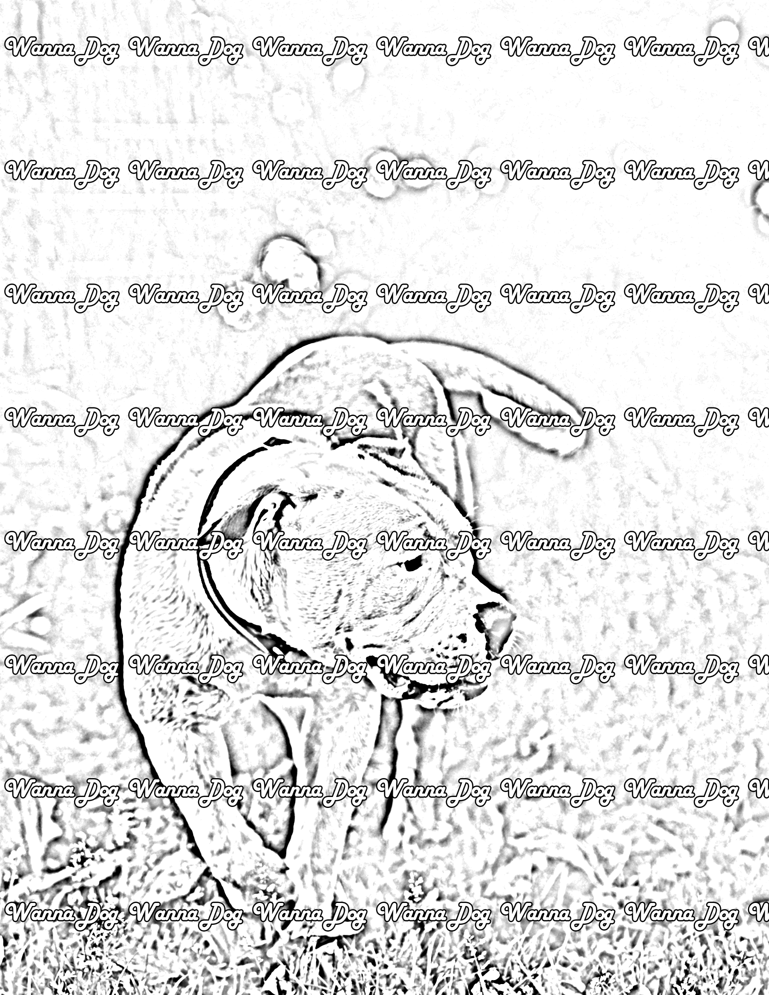 American Bulldog Coloring Page of a American Bulldog walking outside and looking away from the camera