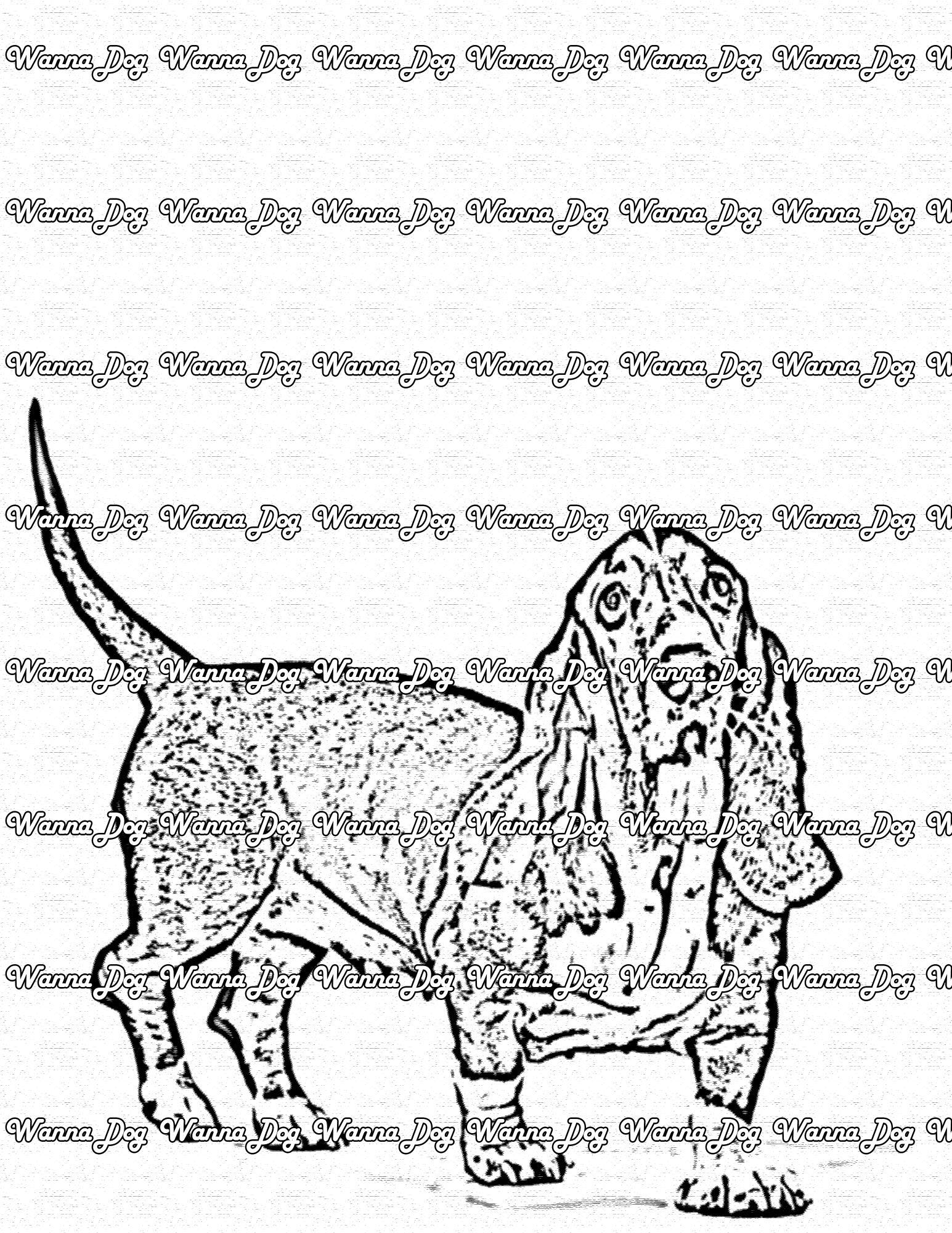 Basset Hound Coloring Page of a Basset Hound standing and posing