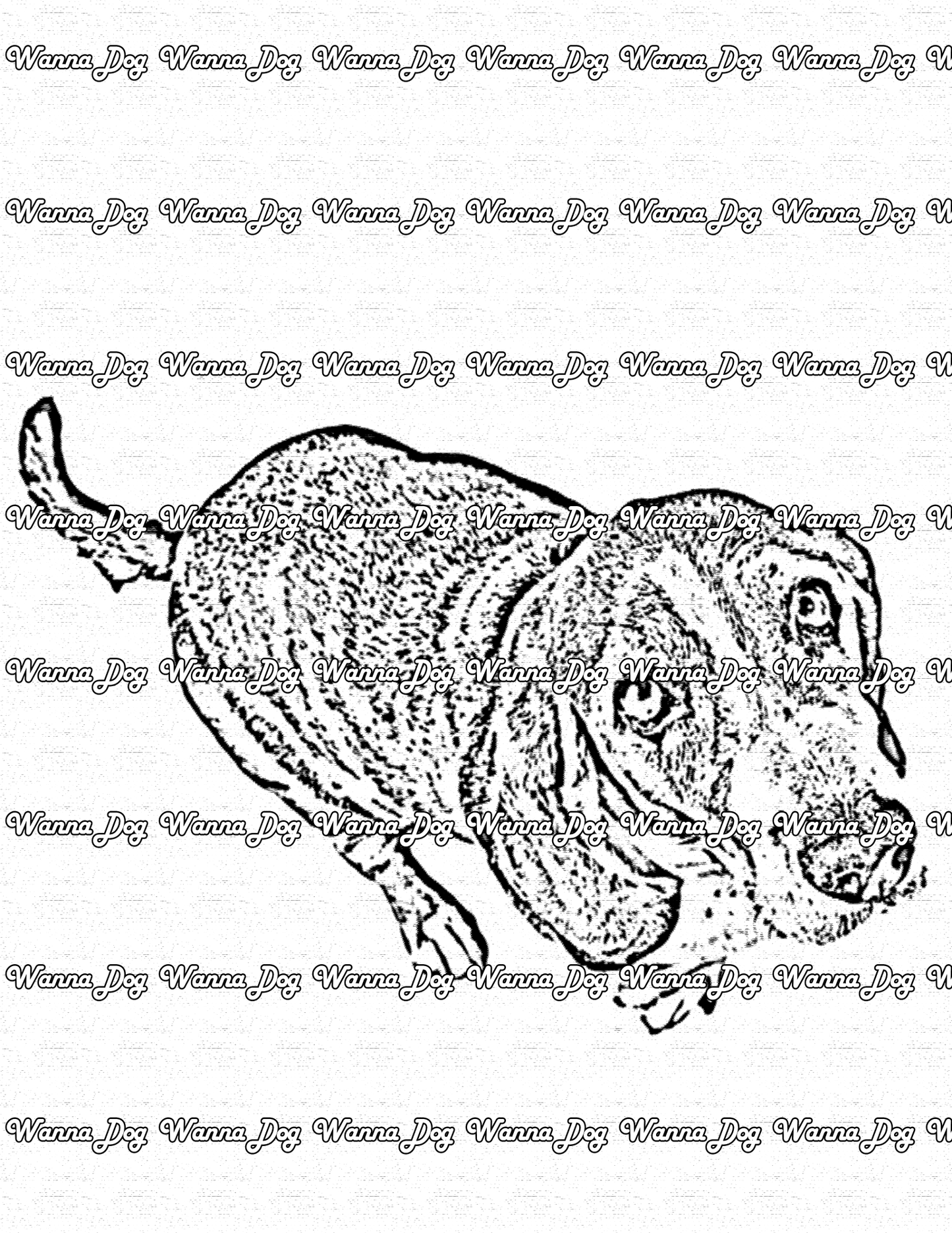 Basset Hound Coloring Page of a Basset Hound looking up at the camera