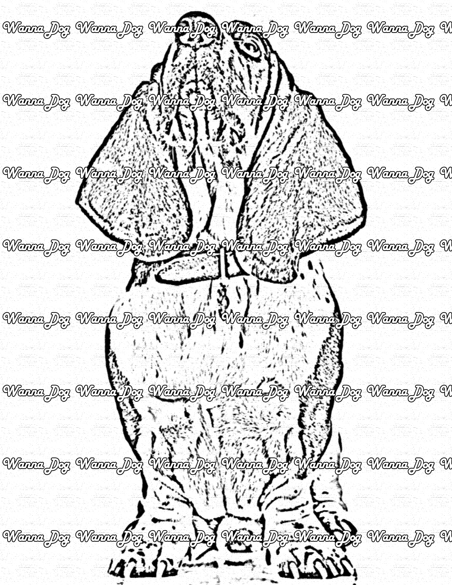 Basset Hound Coloring Page of a Basset Hound with their head up