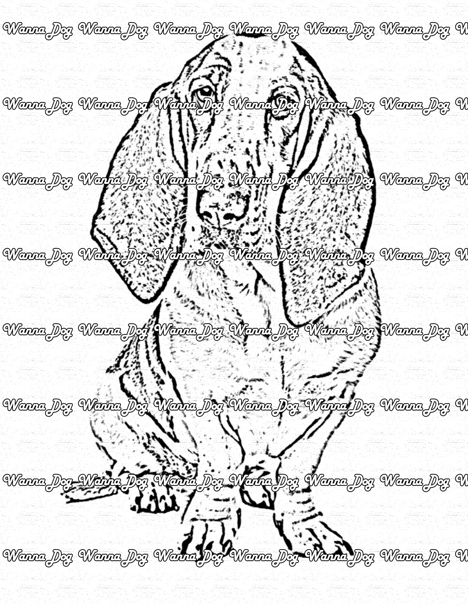 Basset Hound Coloring Page of a Basset Hound staring into the camera