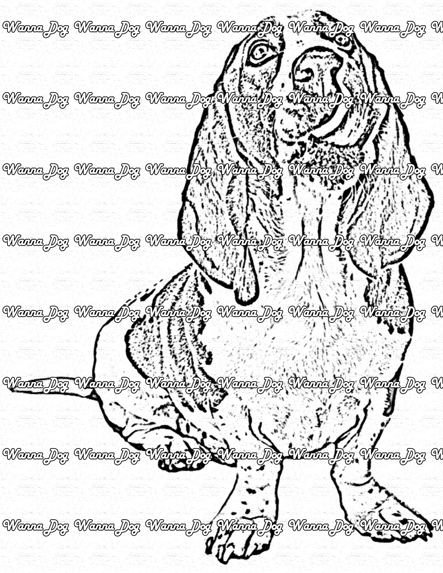 Basset Hound Coloring Page of a Basset Hound licking their nose