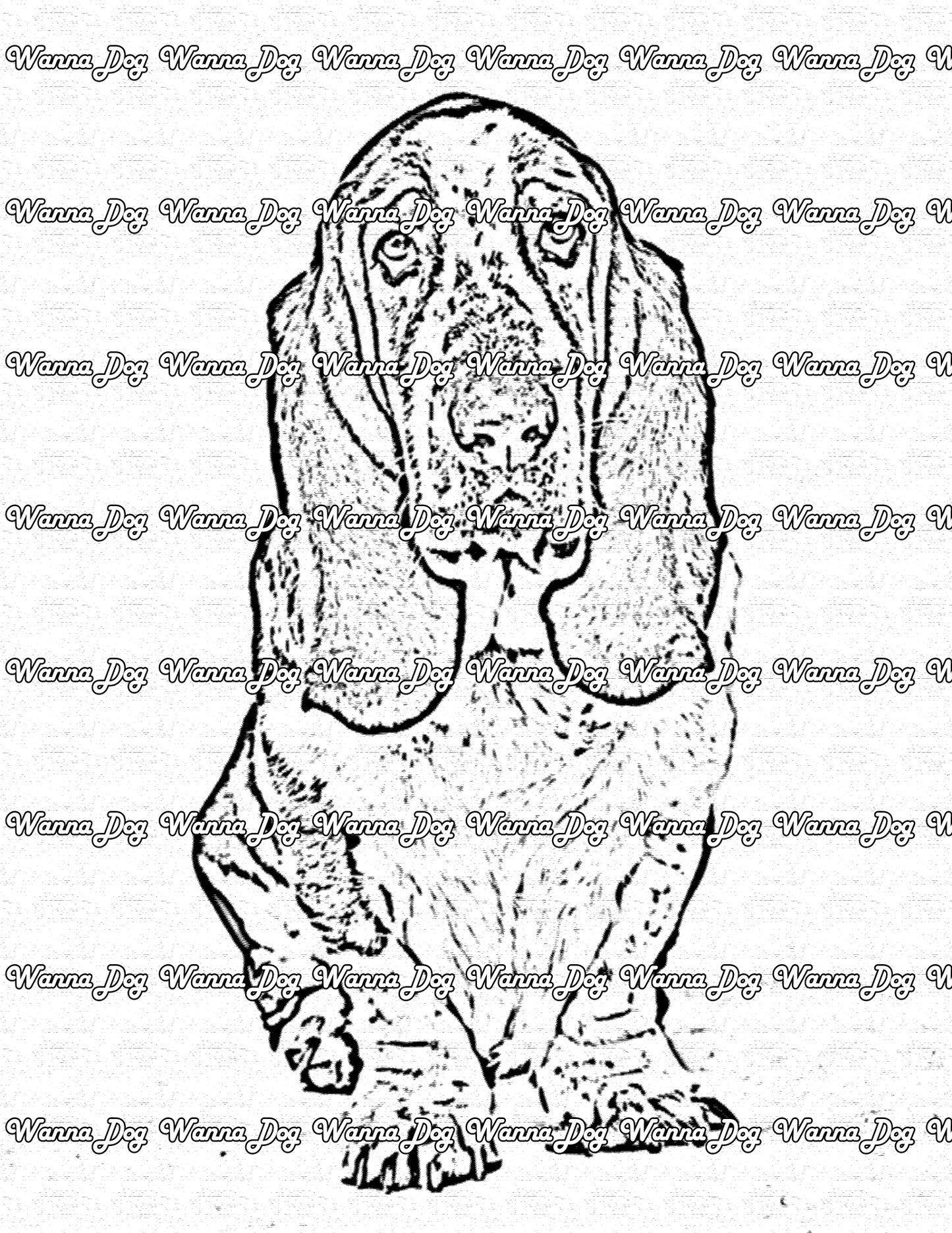 Basset Hound Coloring Page of a Basset Hound looking picture perfect