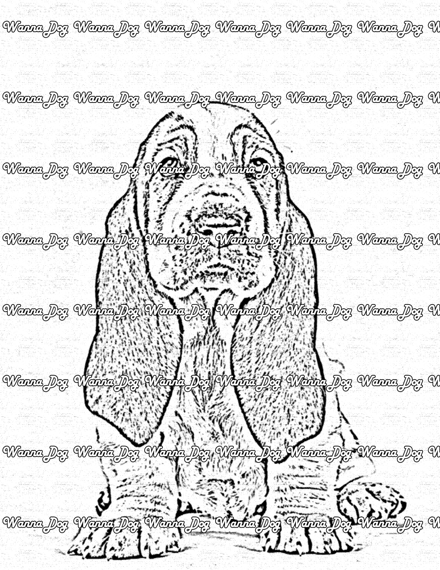 Basset Hound Coloring Page of a Basset Hound puppy posing