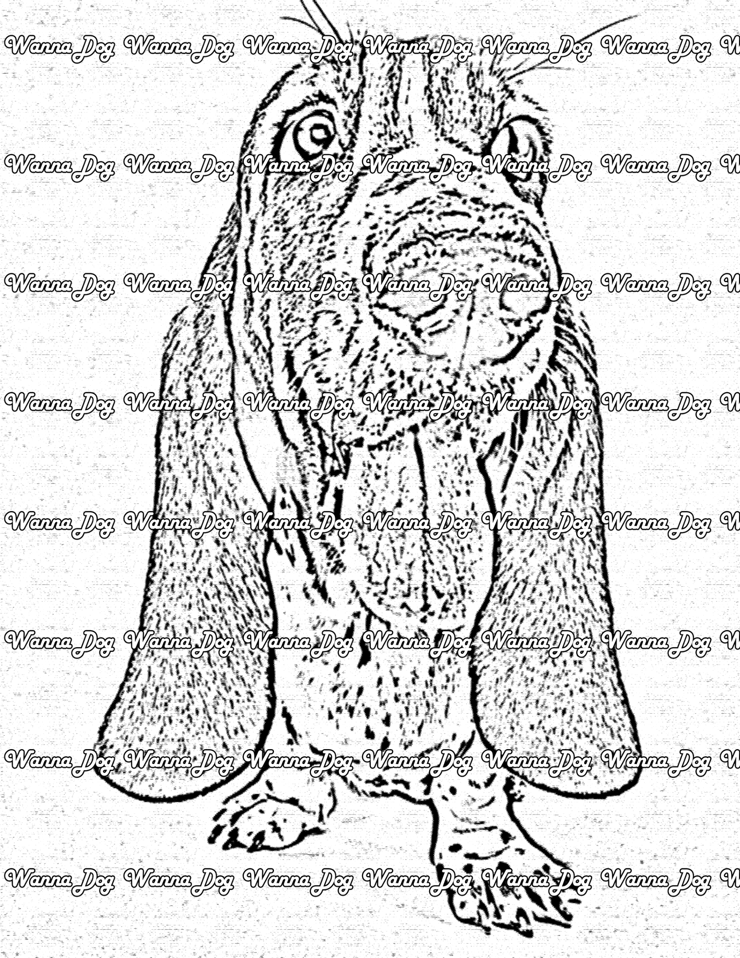 Basset Hound Coloring Page of a Basset Hound close up panting