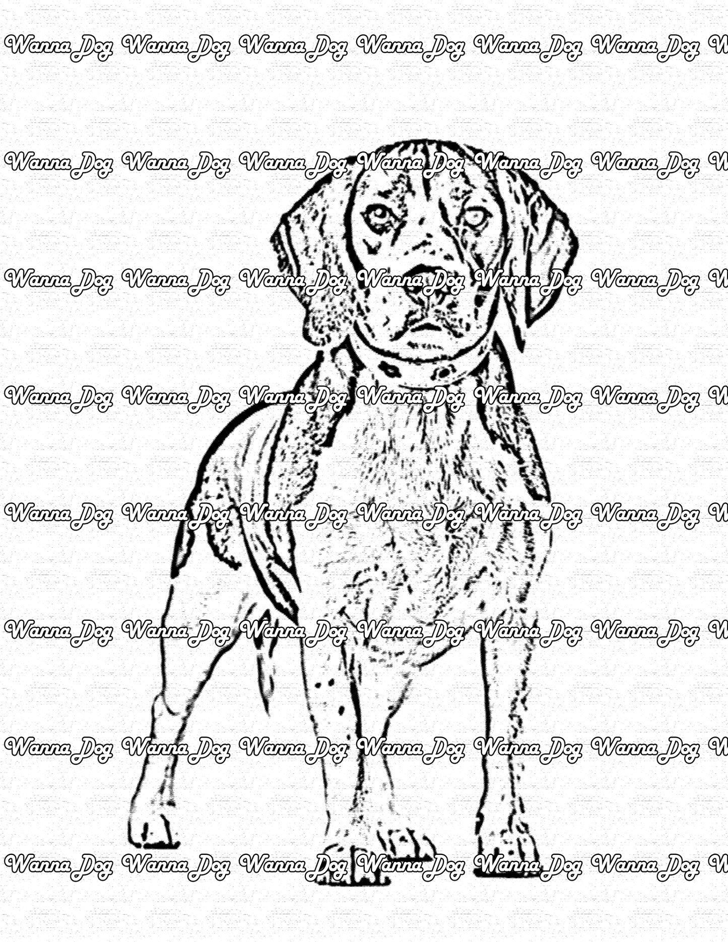 Beagle Coloring Page of a beagle standing up