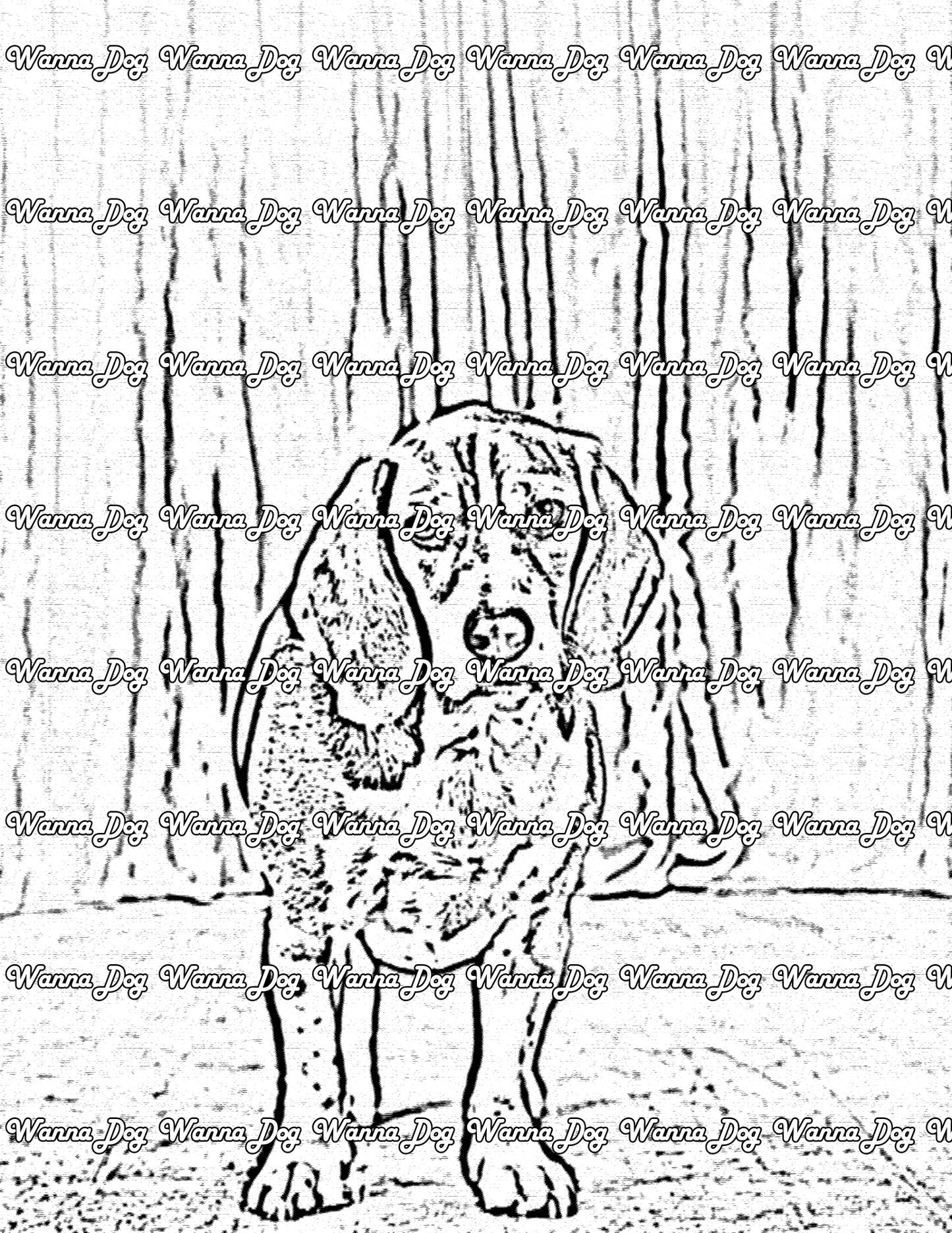 Beagle Coloring Page of a beagle standing in front of a curtain