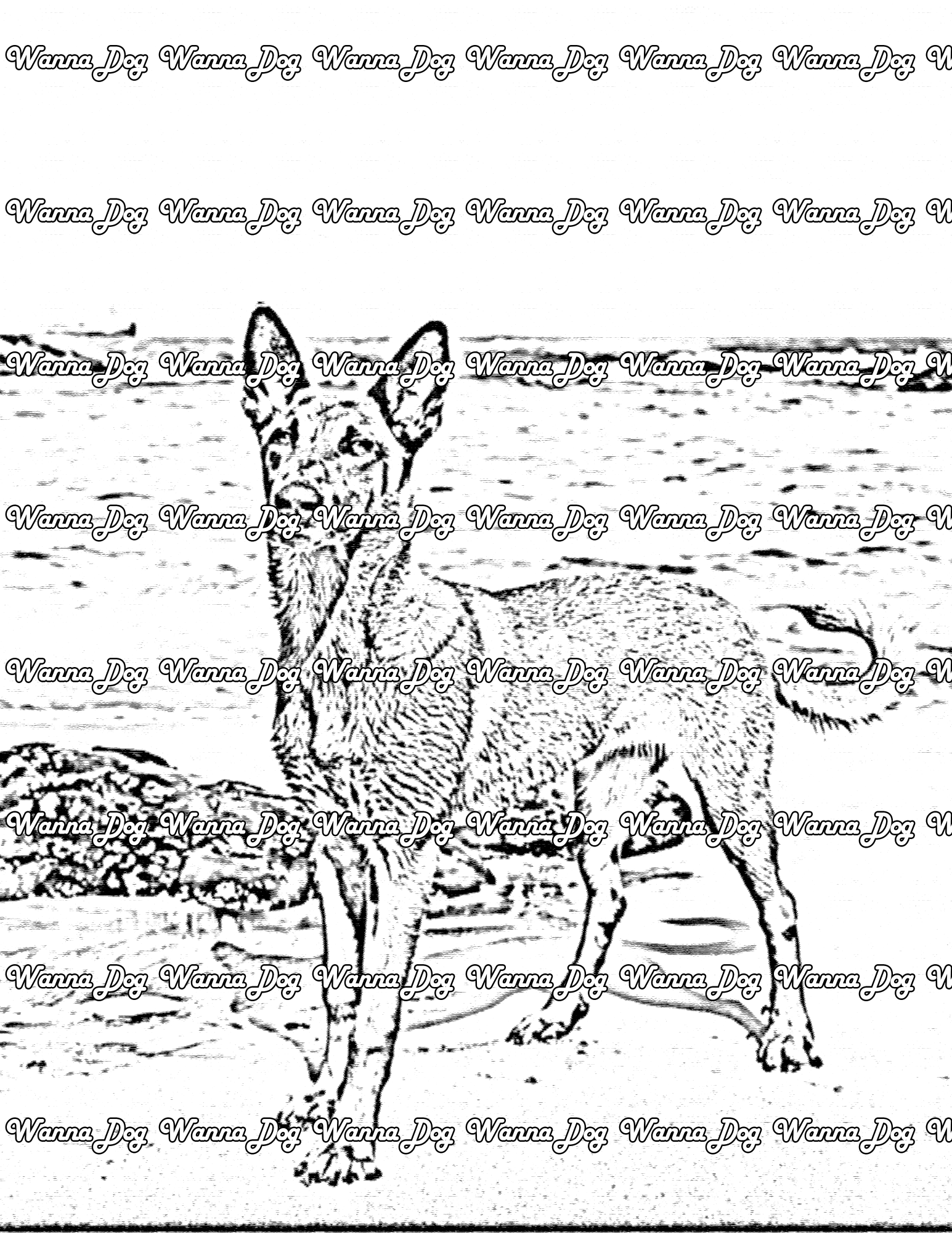 Belgian Malinois Coloring Page of a Belgian Malinois at the beach