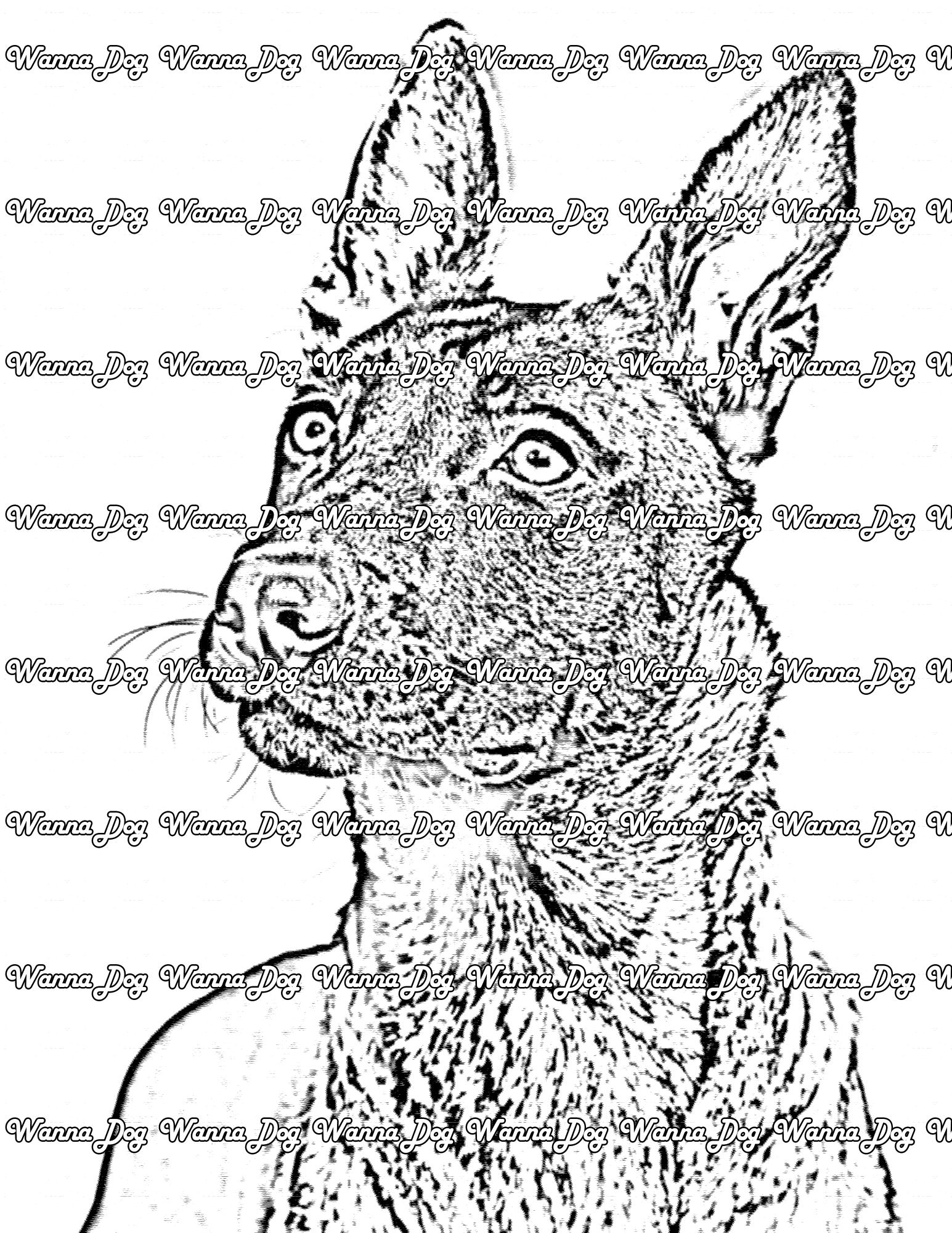 Belgian Malinois Coloring Page of a Belgian Malinois close up looking away from the camera