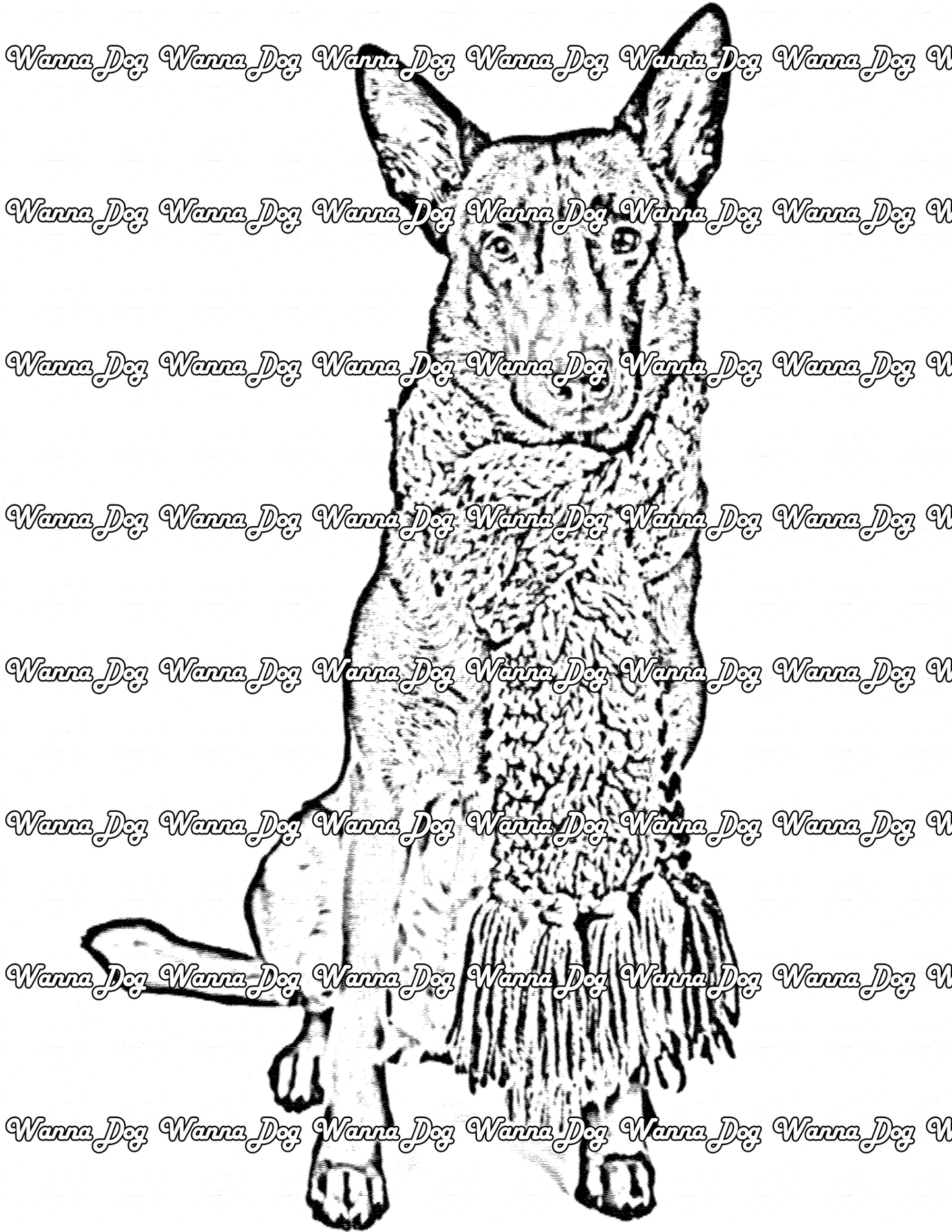 Belgian Malinois Coloring Page of a Belgian Malinois wearing a scarf