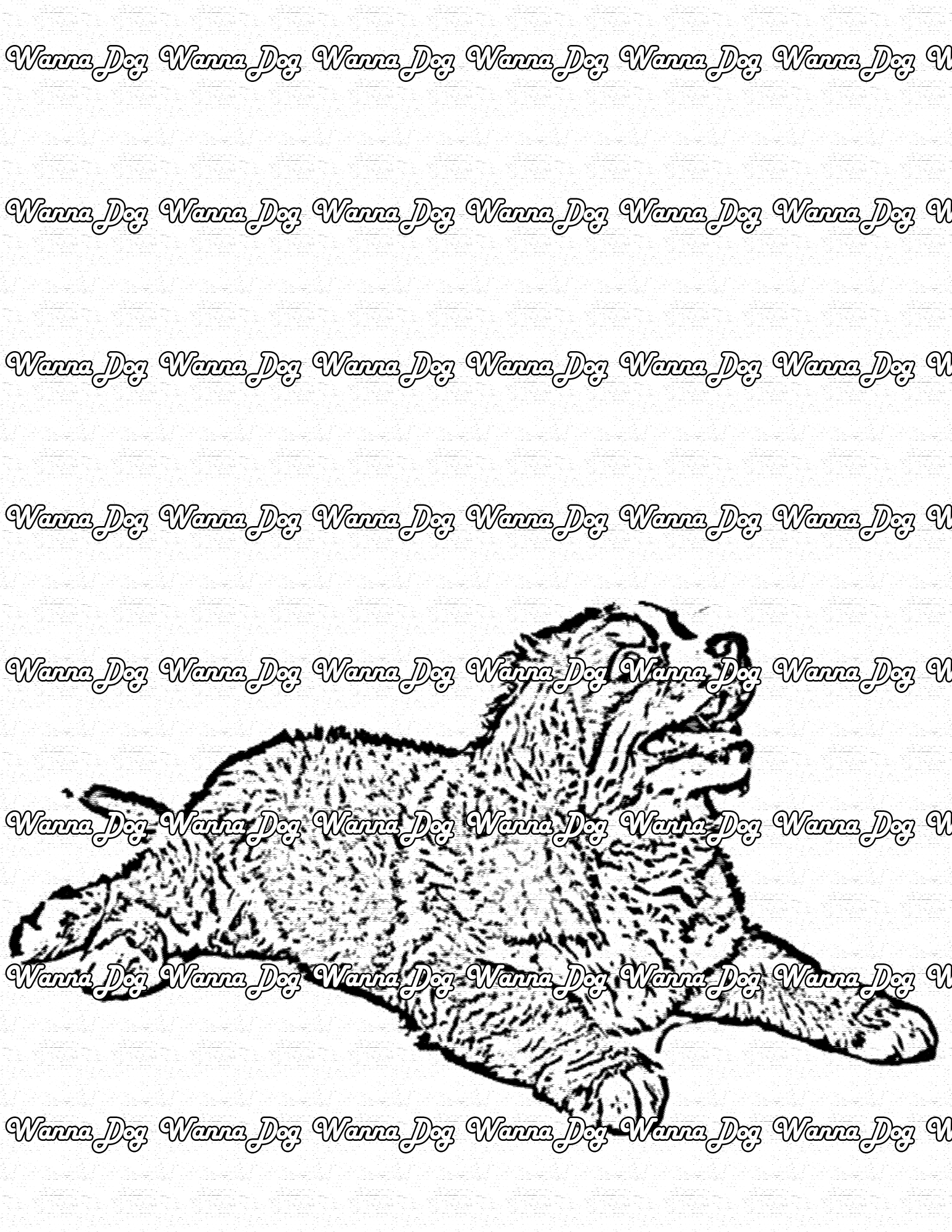 Bernese Mountain Dog Coloring Page of a Bernese Mountain Dog laying down and looking up