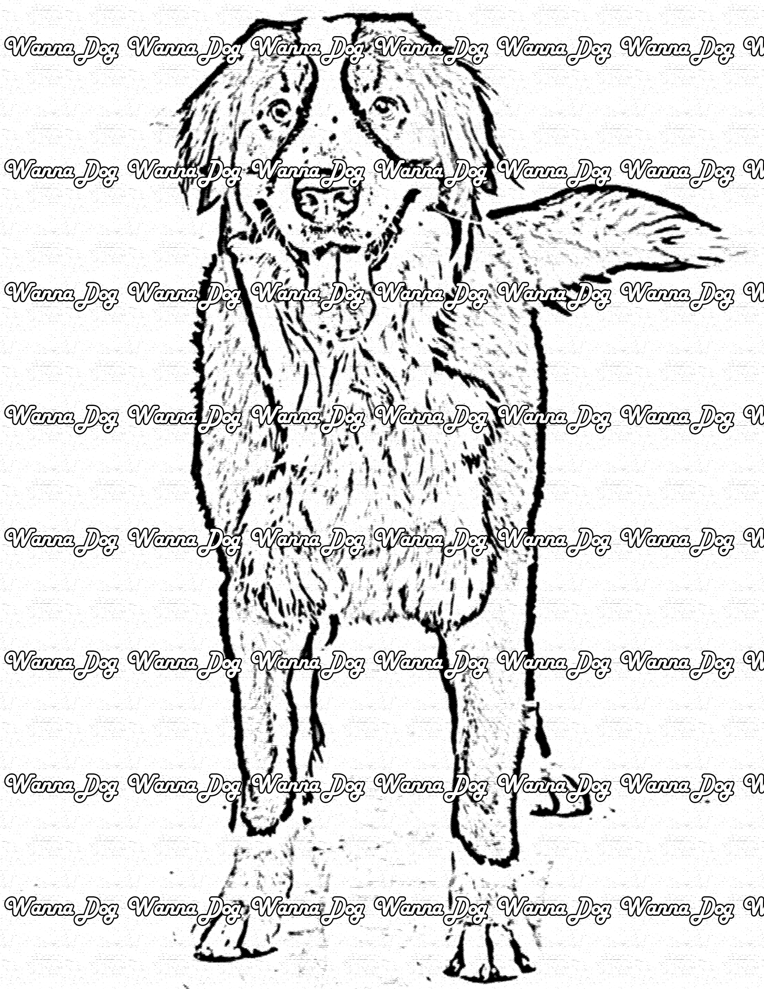 Bernese Mountain Dog Coloring Page of a Bernese Mountain Dog standing with their tongue out