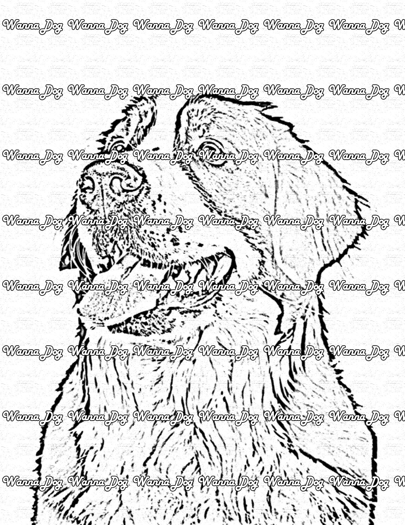Bernese Mountain Dog Coloring Page of a Bernese Mountain Dog close up, posing, and with their tongue out