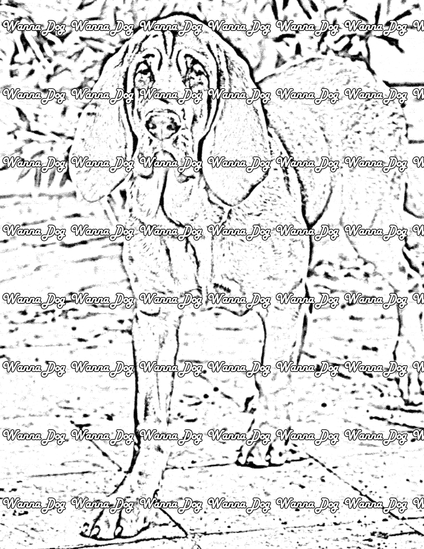 Bloodhound Coloring Page of a Bloodhound walking around