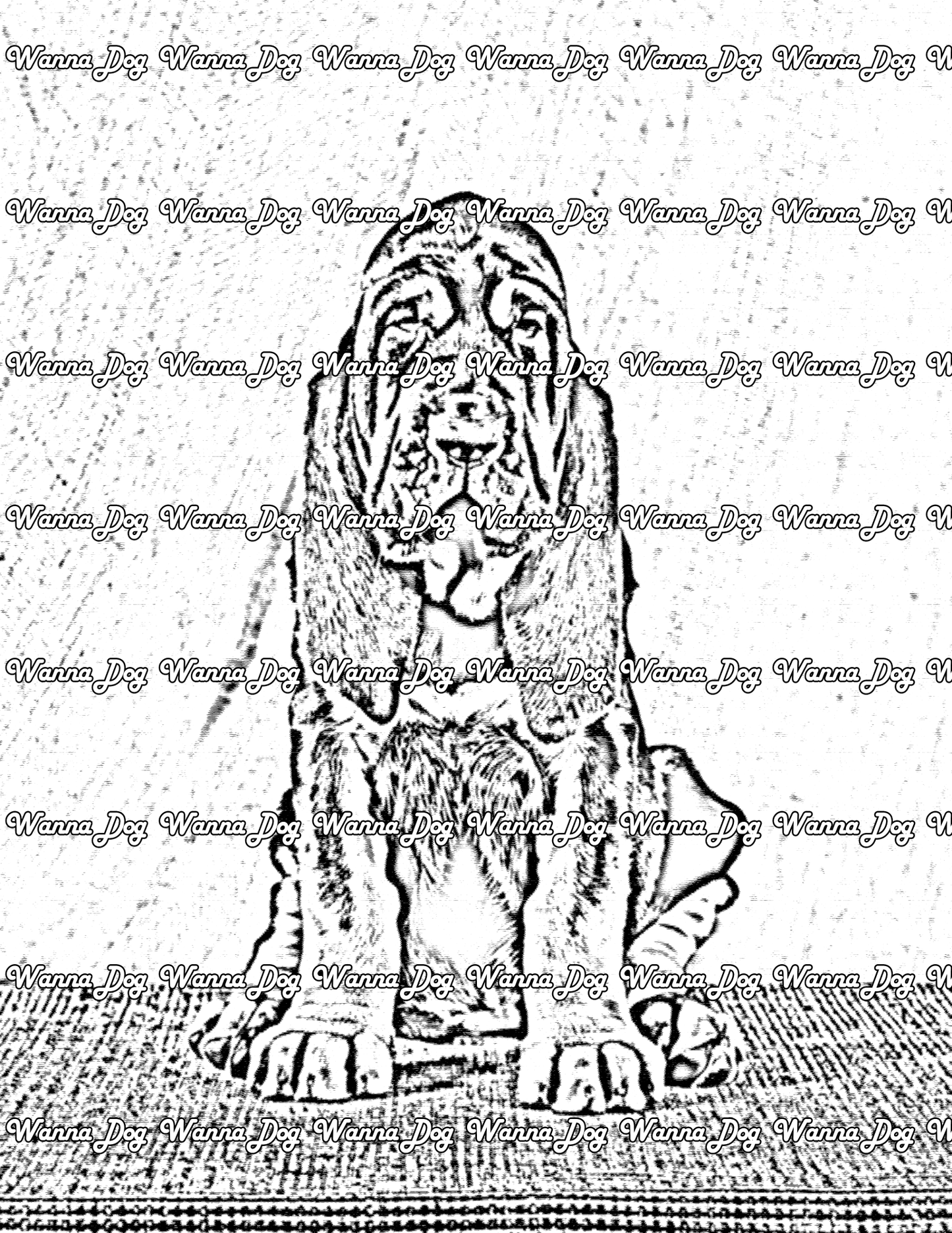 Bloodhound Coloring Page of a Bloodhound posing