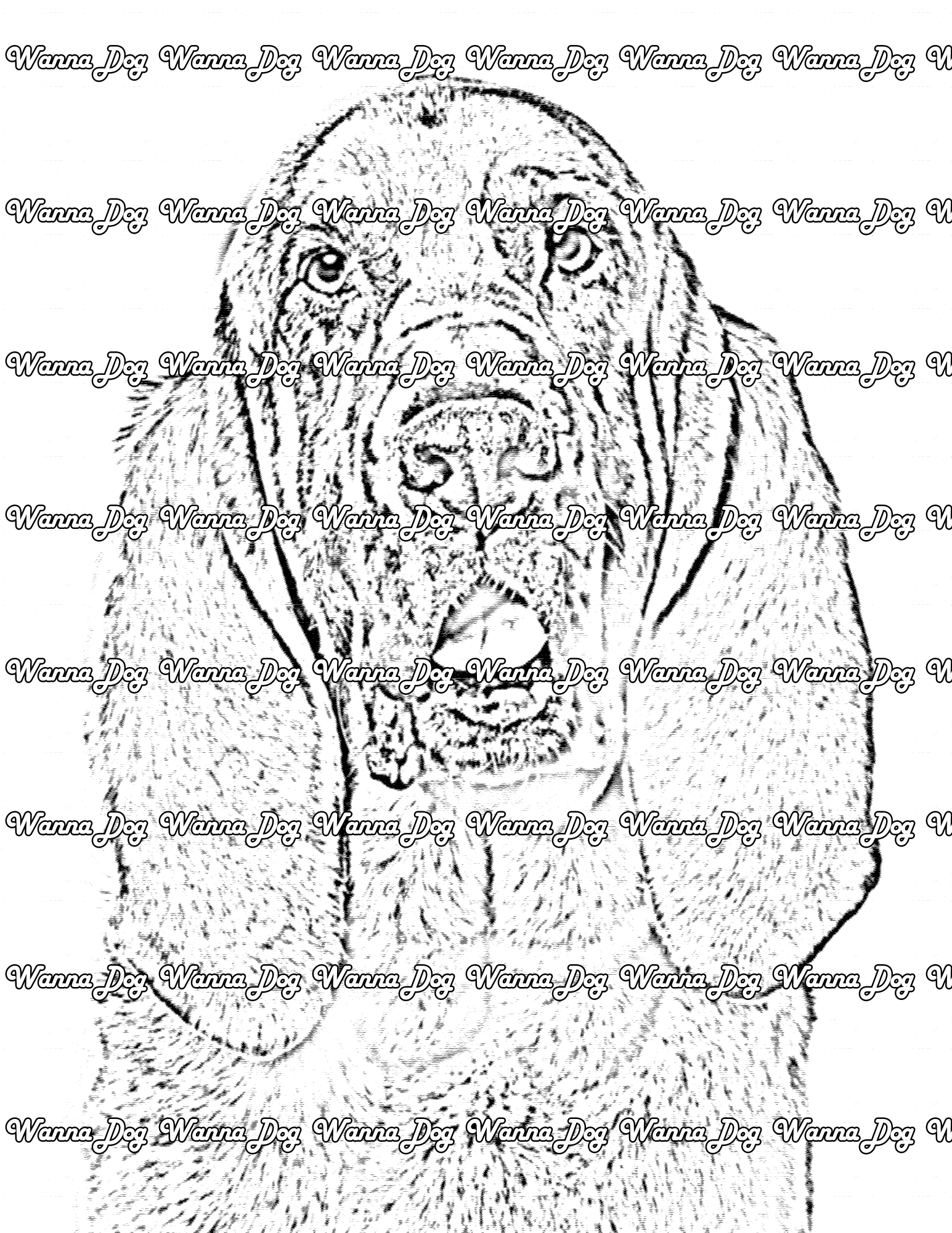 Bloodhound Coloring Page of a Bloodhound close up
