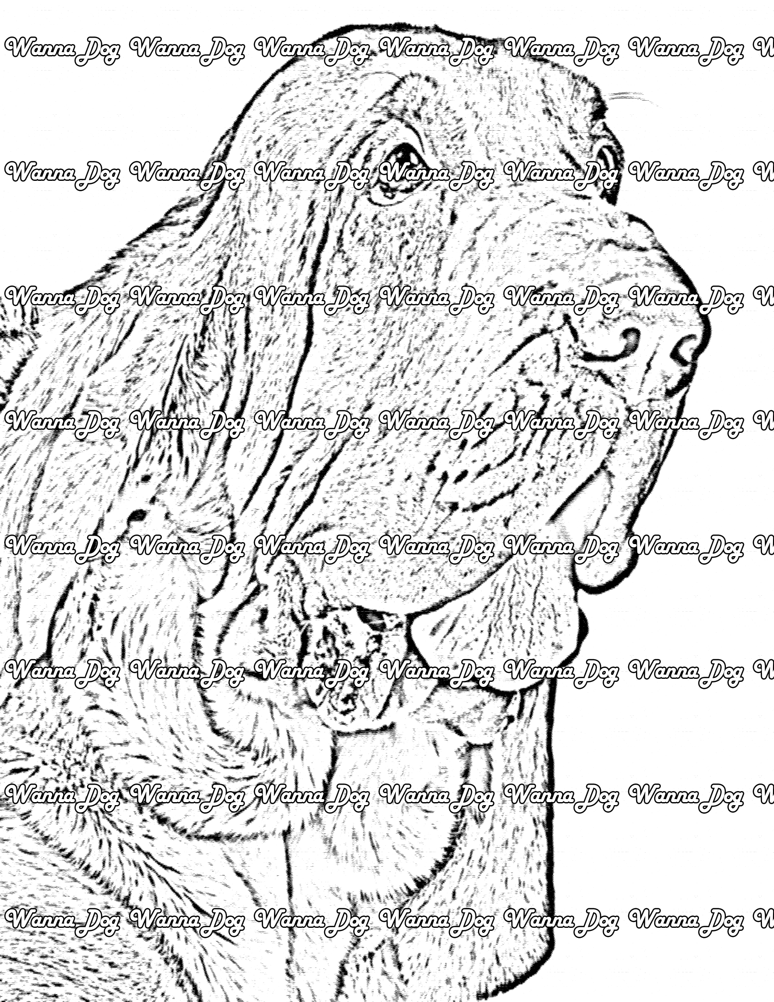 Bloodhound Coloring Page of a Bloodhound looking away from the camera