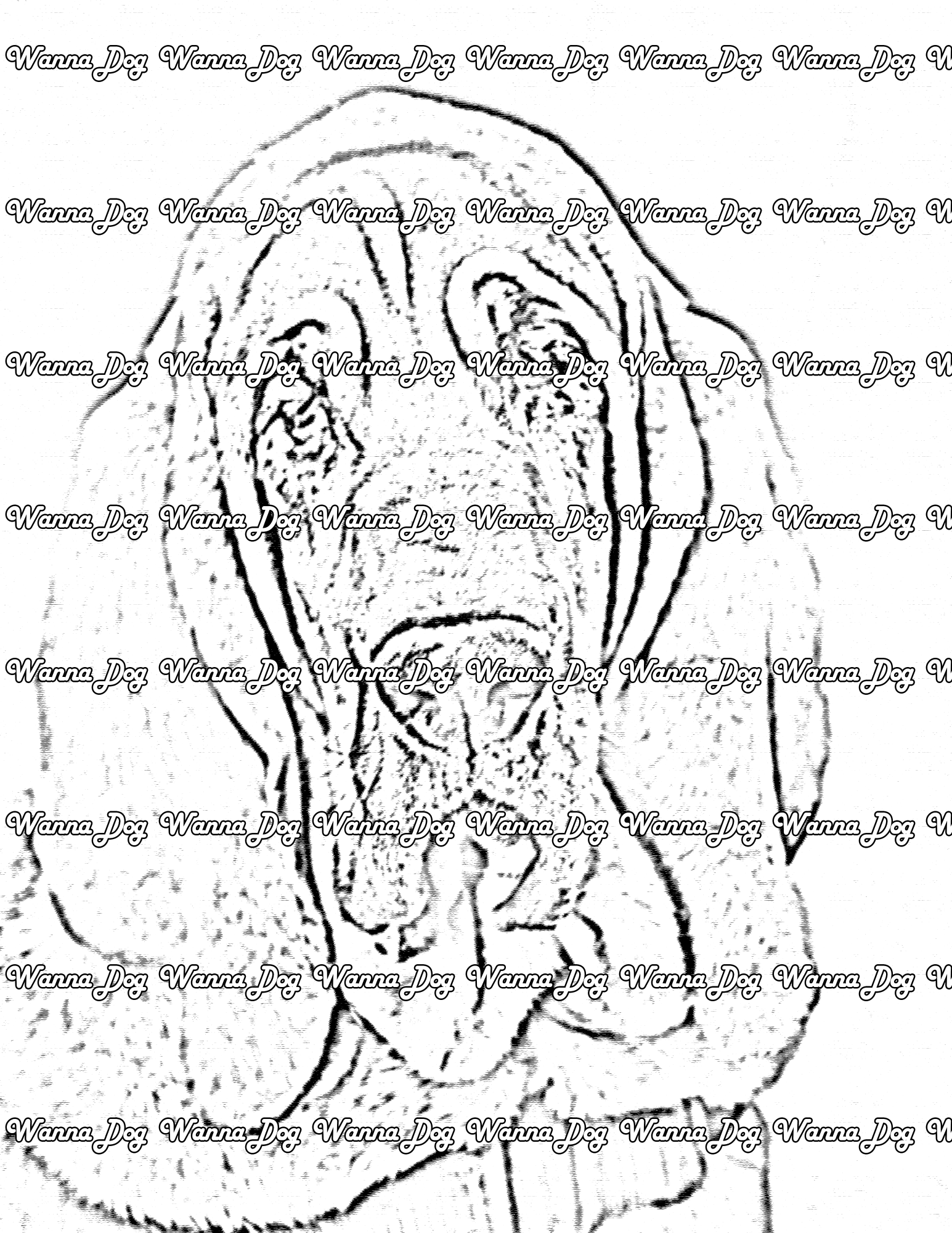 Bloodhound Coloring Page of a Bloodhound headshot