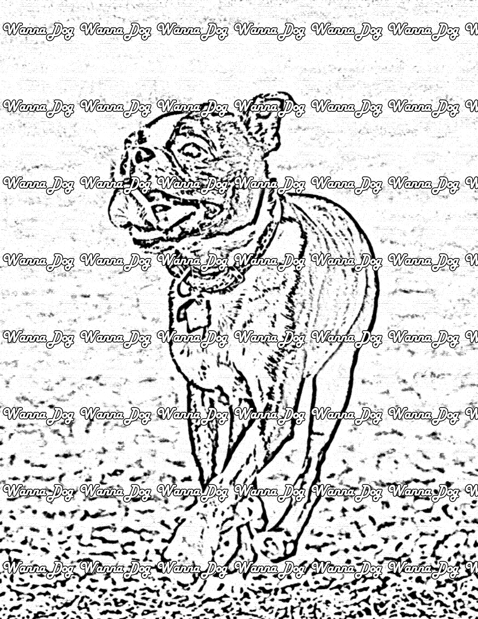 Boston Terrier Coloring Page of a Boston Terrier running with their tongue out