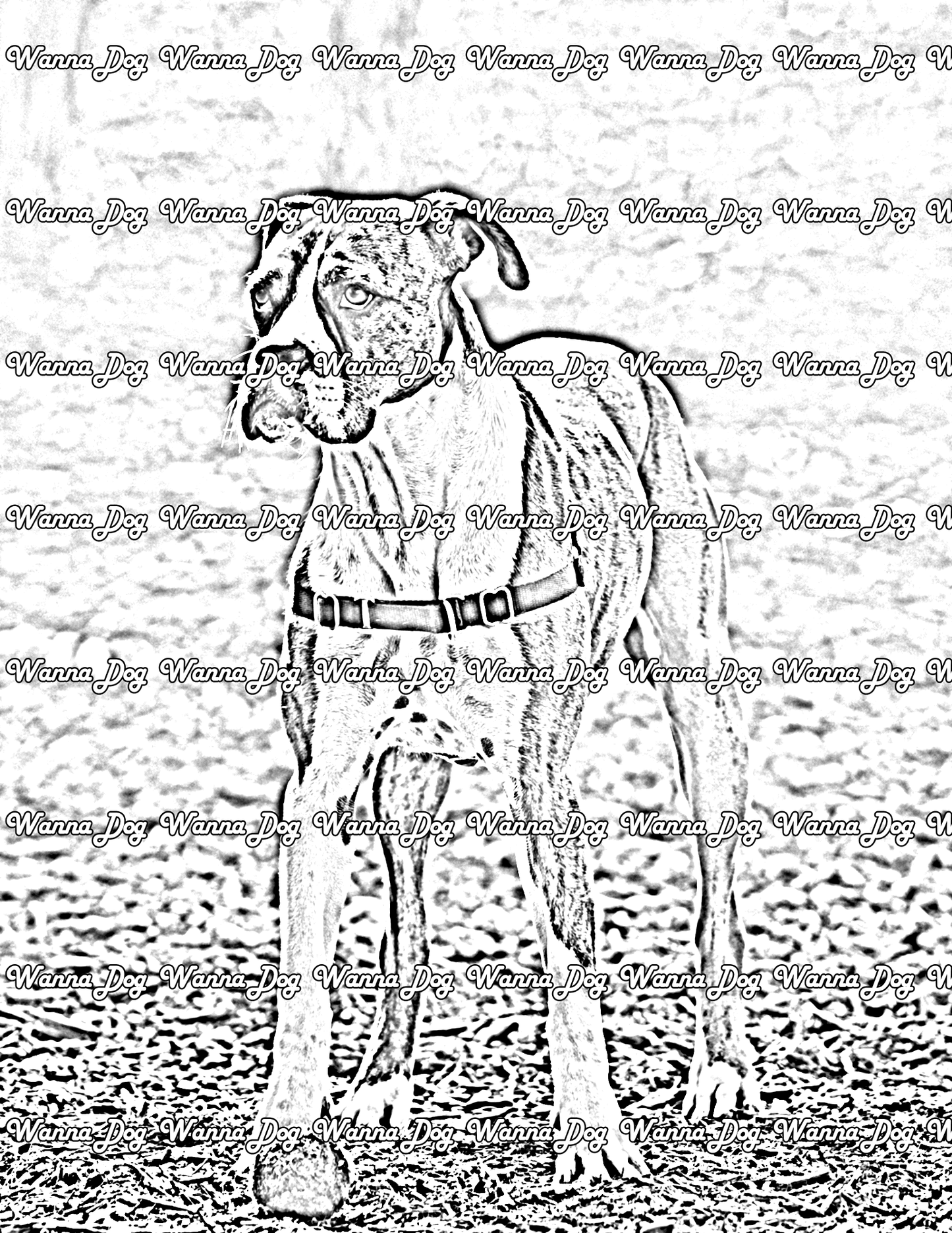 Boxer Coloring Pages of a Boxer playing fetch