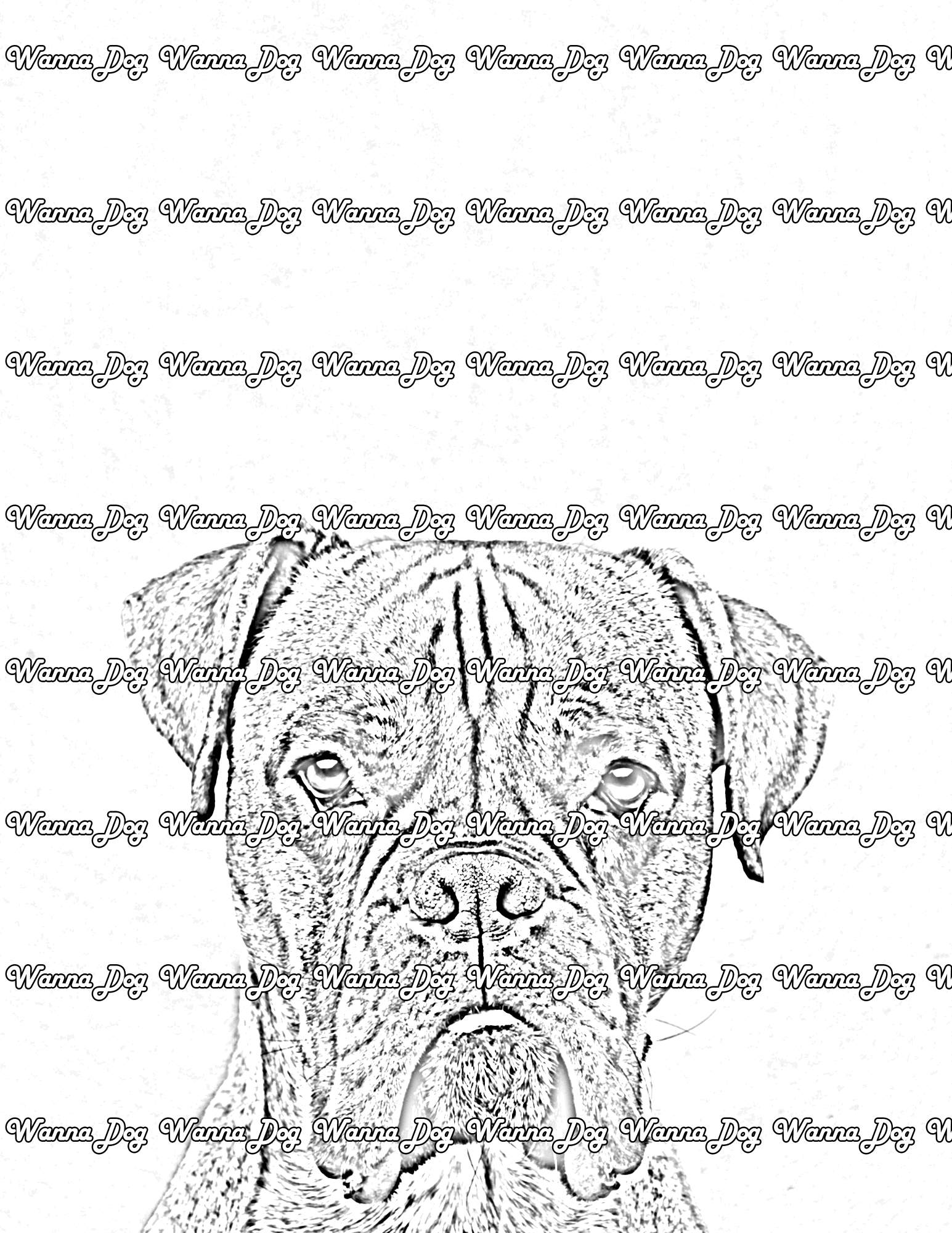 Boxer Coloring Pages of a Boxer headshot