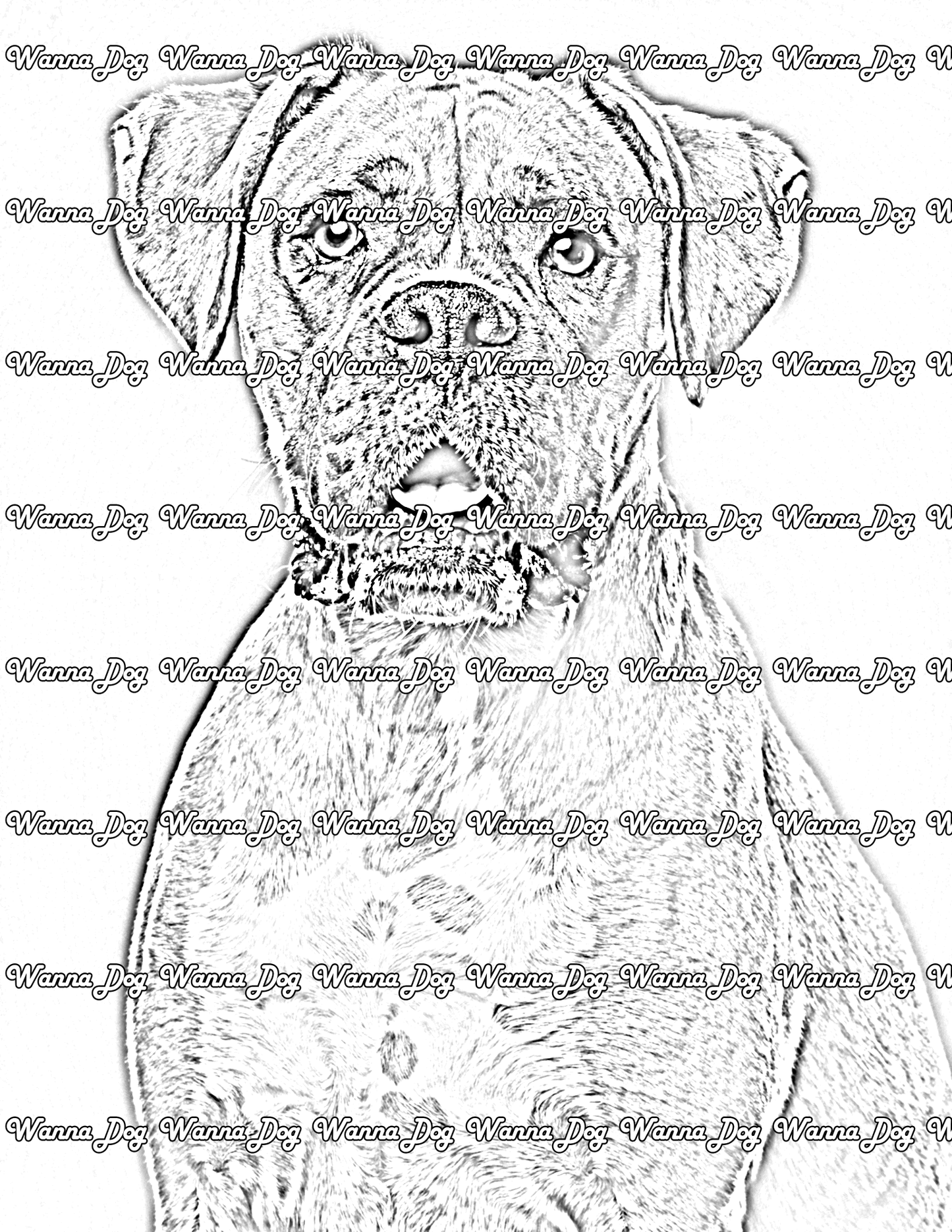 Boxer Coloring Pages of a Boxer close up with their tongue out